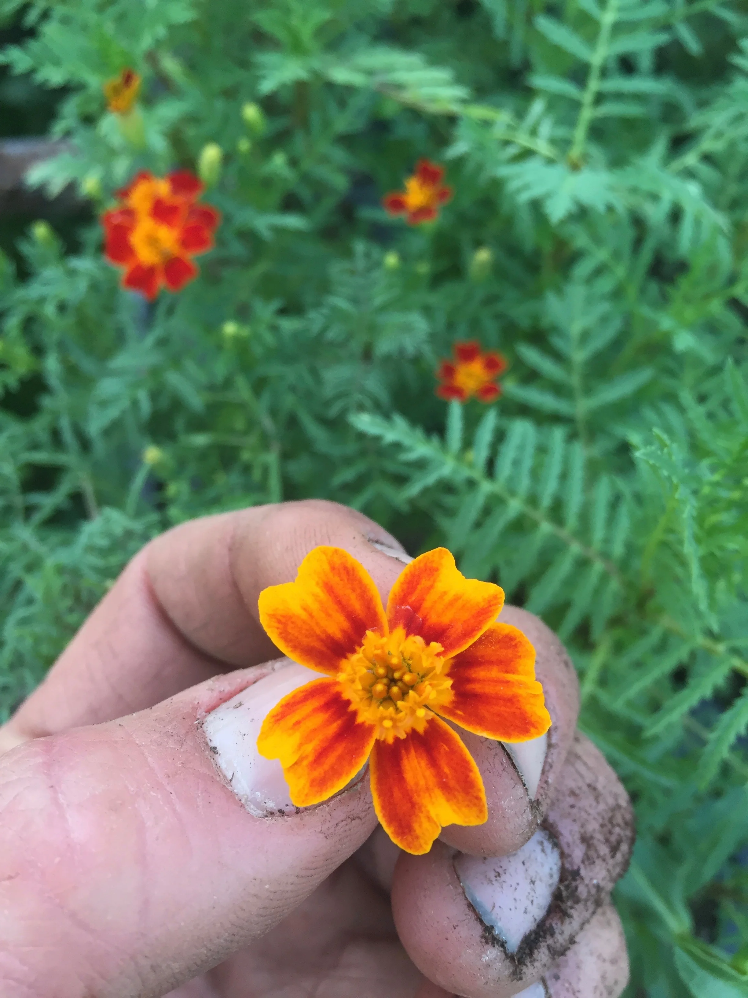 Gem Marigold