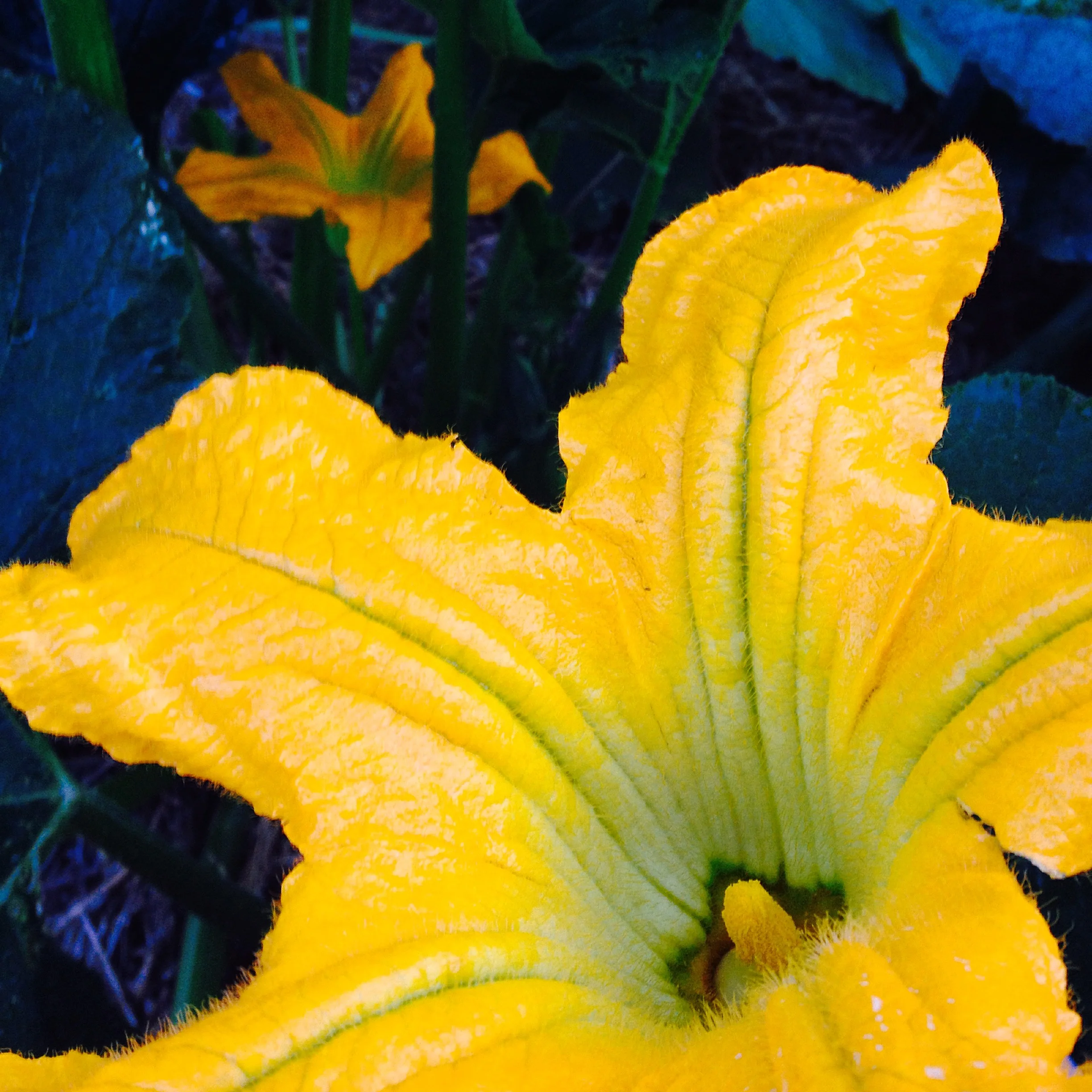 Squash