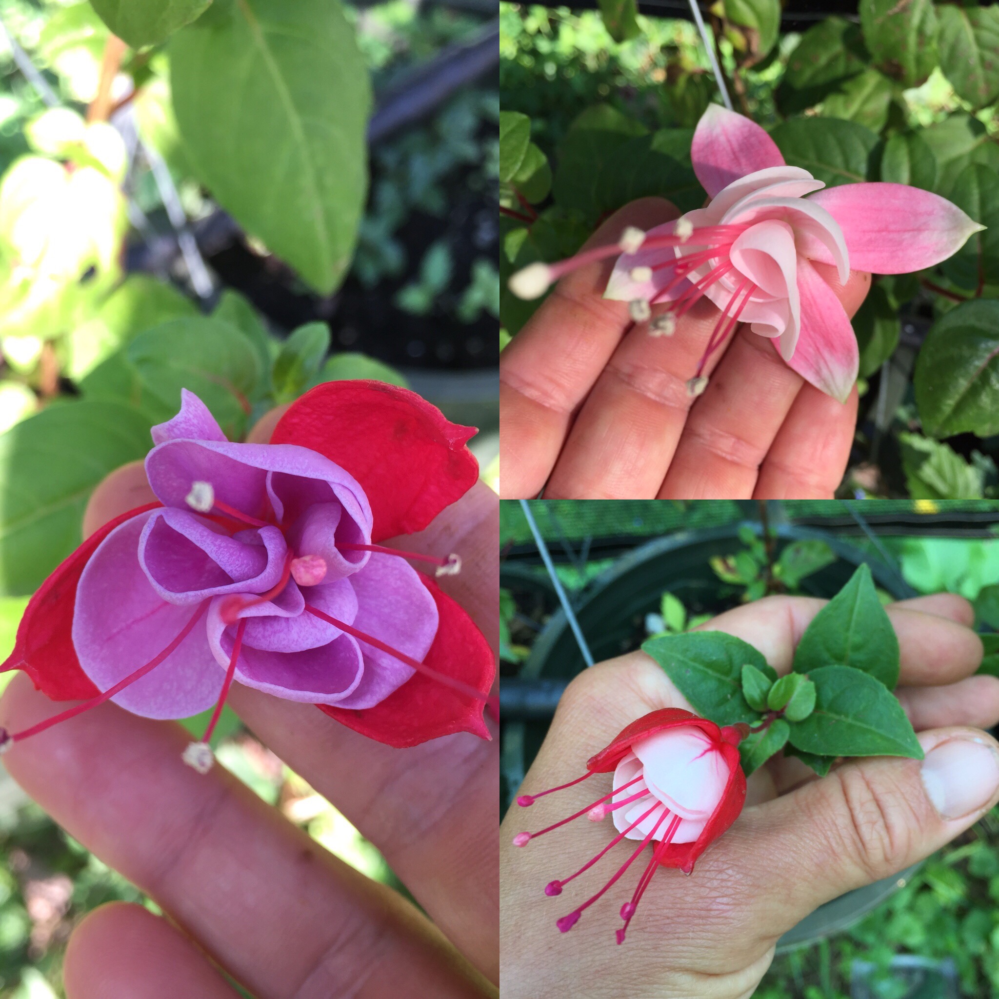 Fuchsia