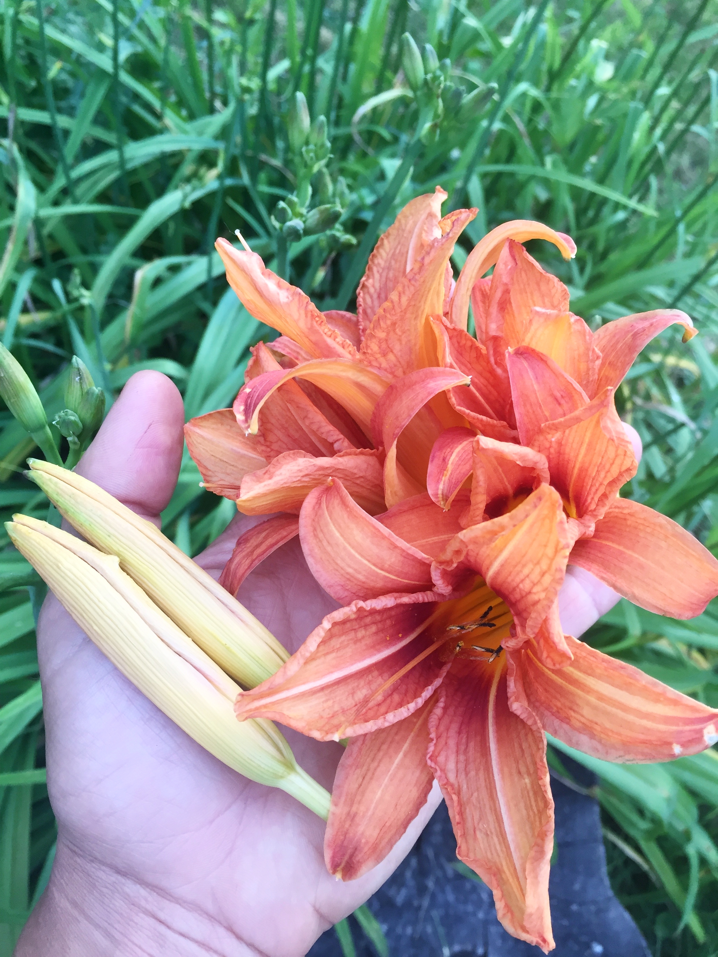 Daylily