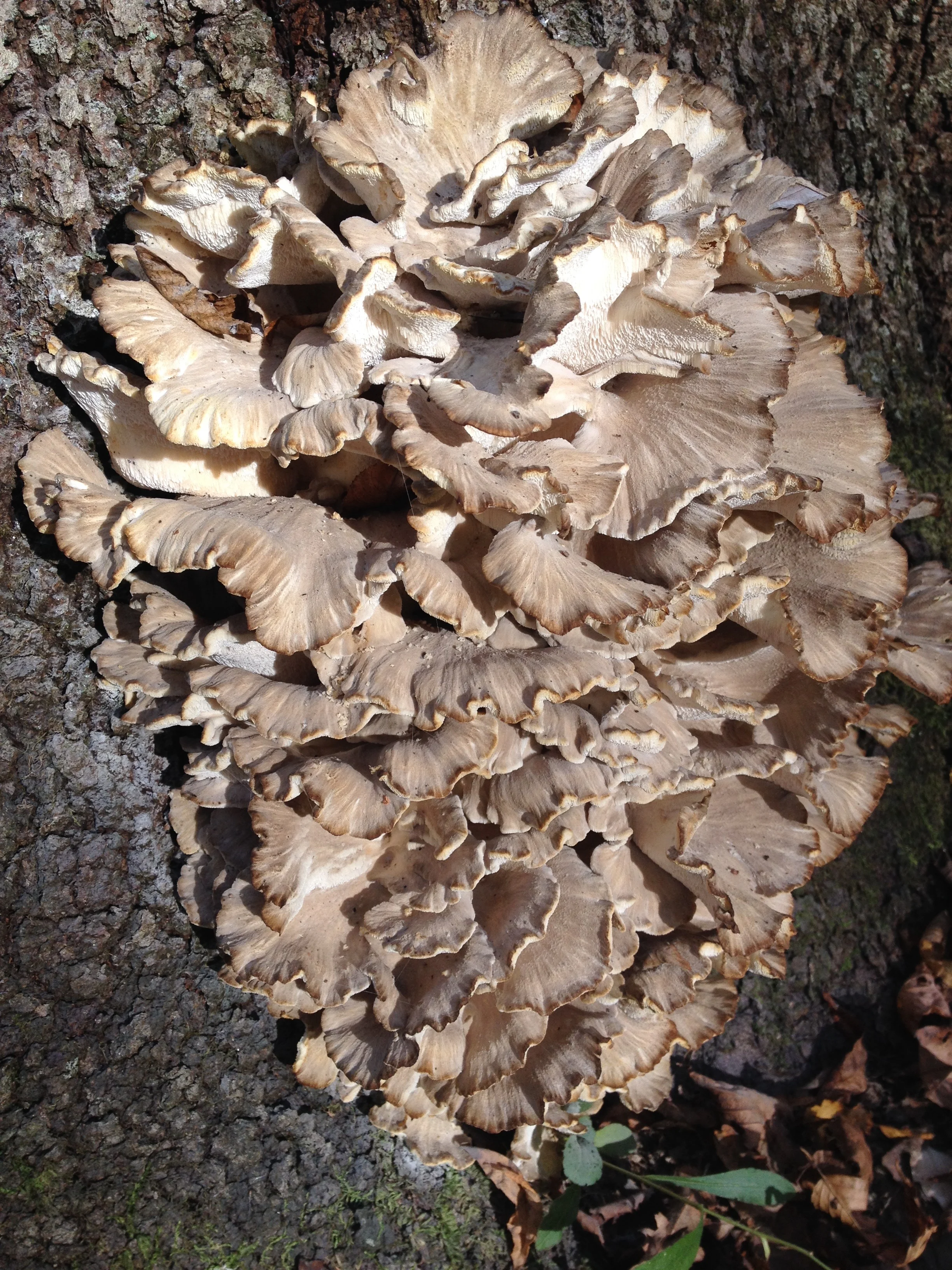 Hen of the Woods