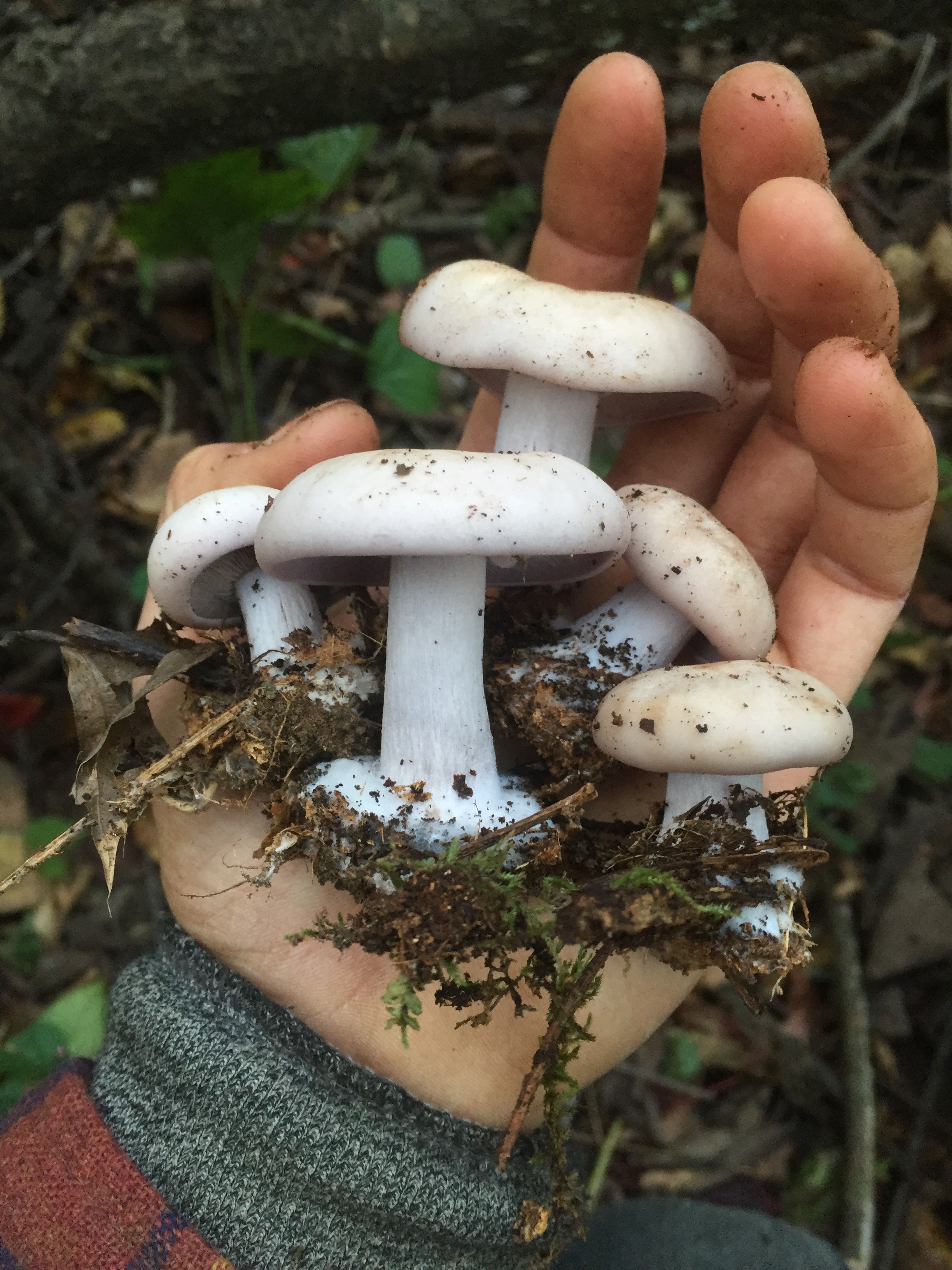 Blewit