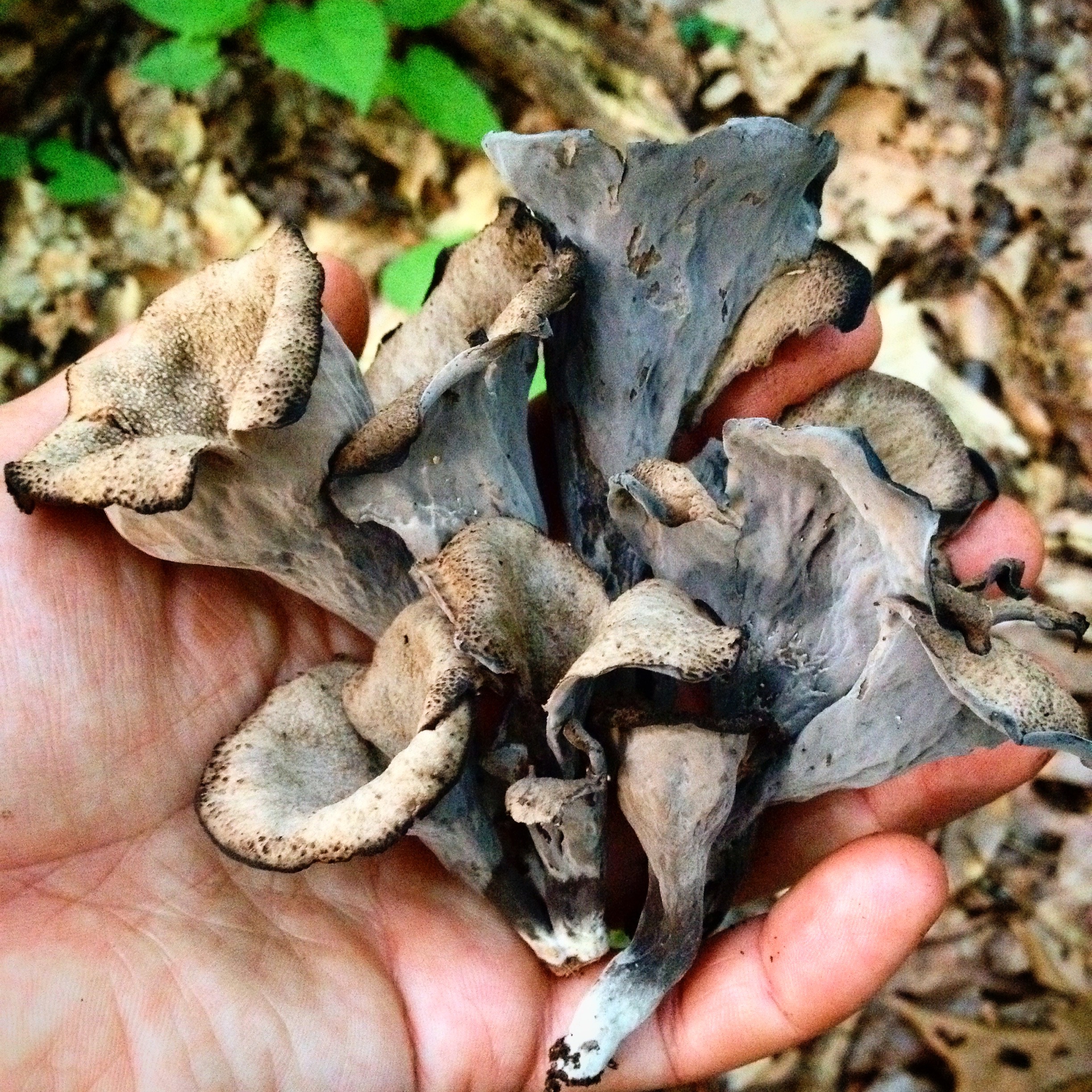 Black Trumpet