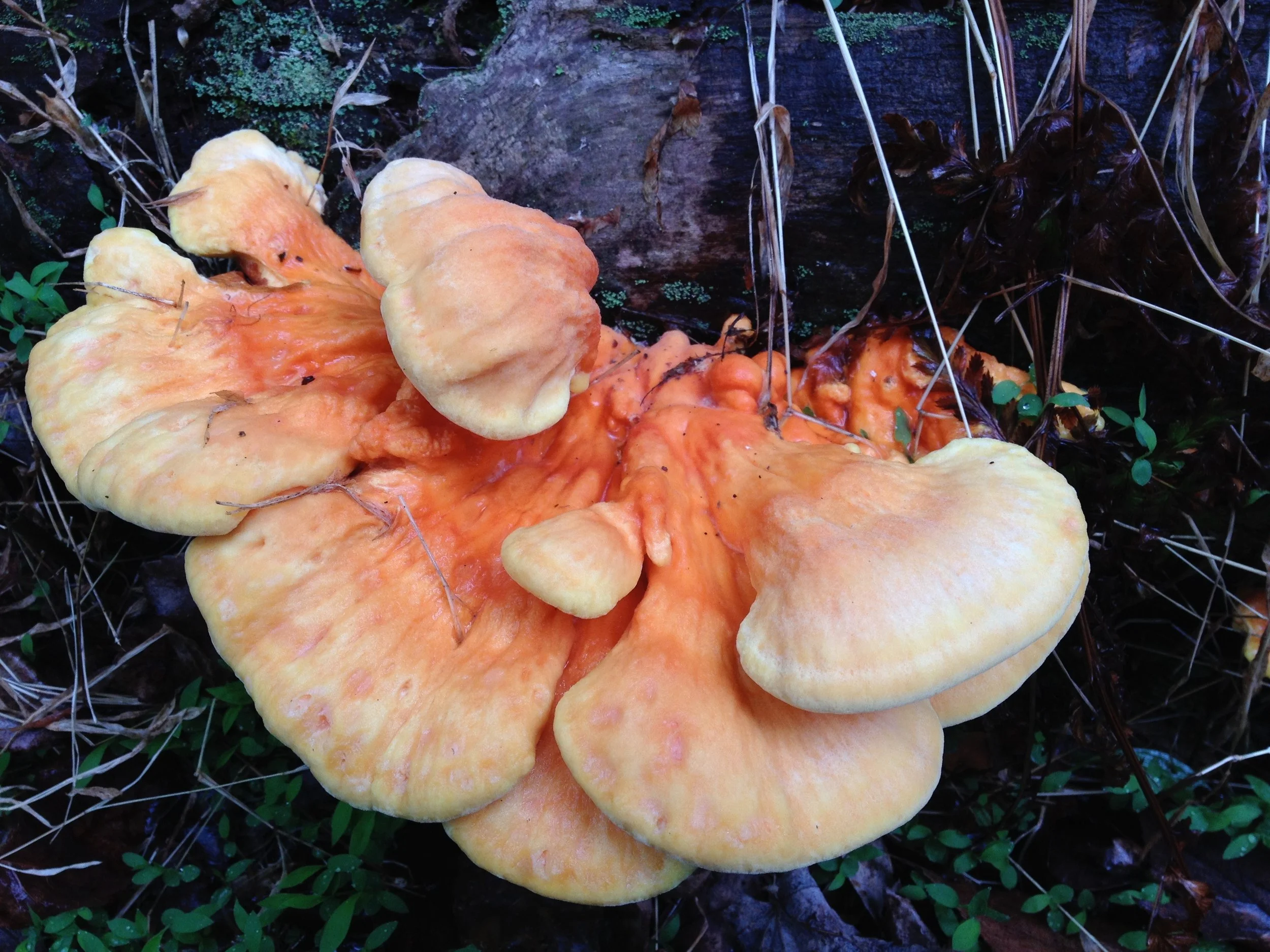 Chicken of the Woods