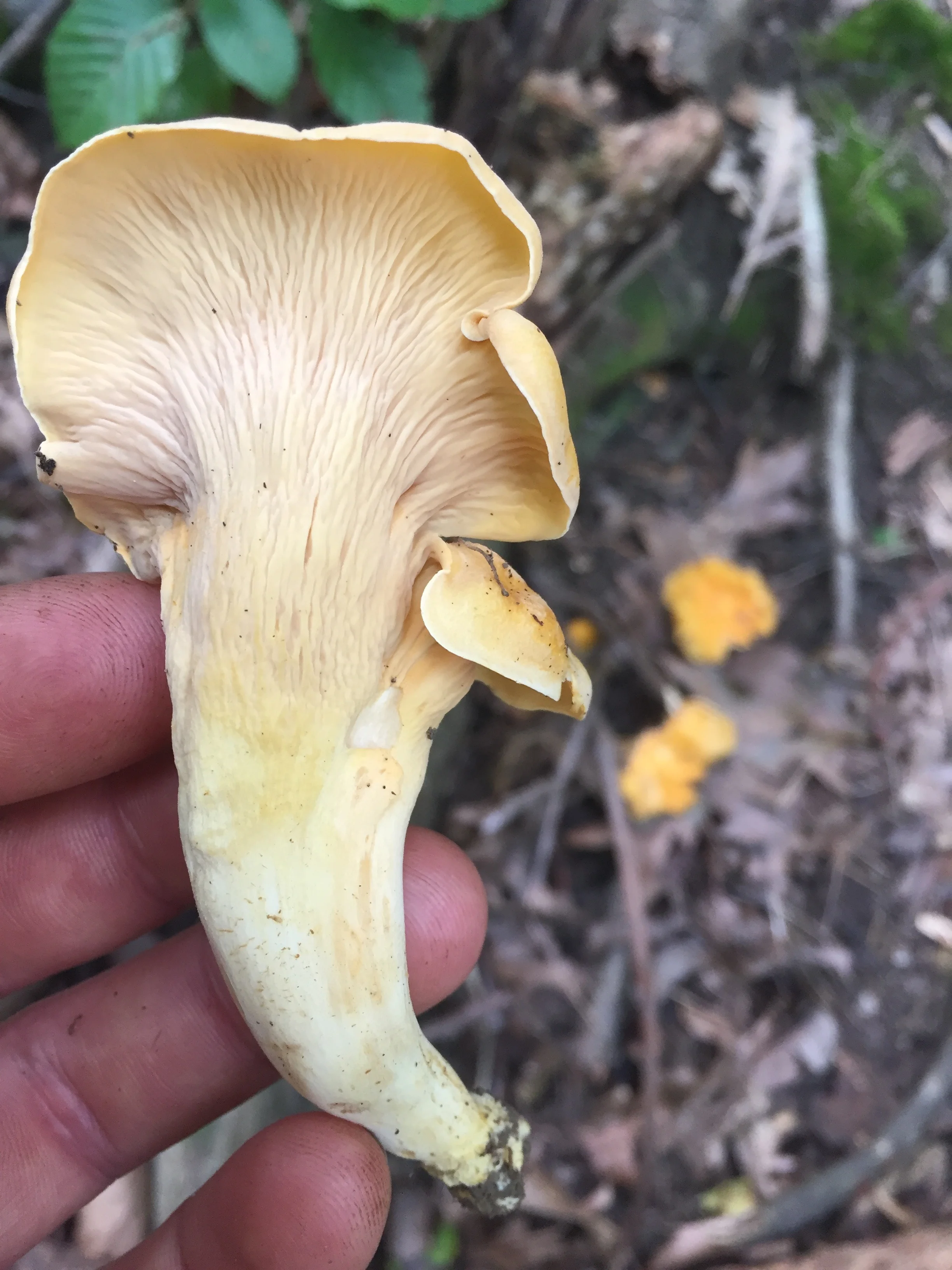 Chanterelle