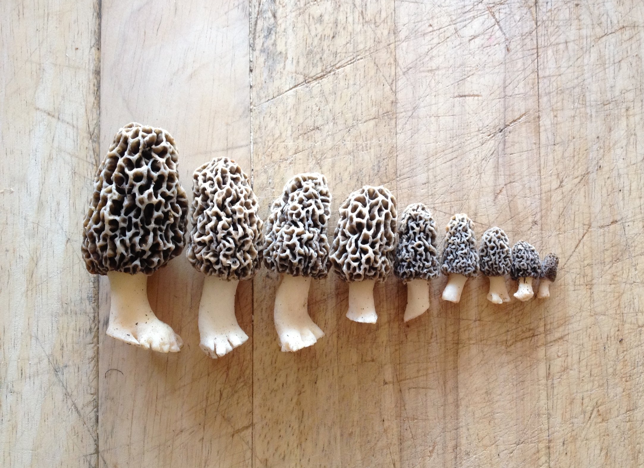 Morel