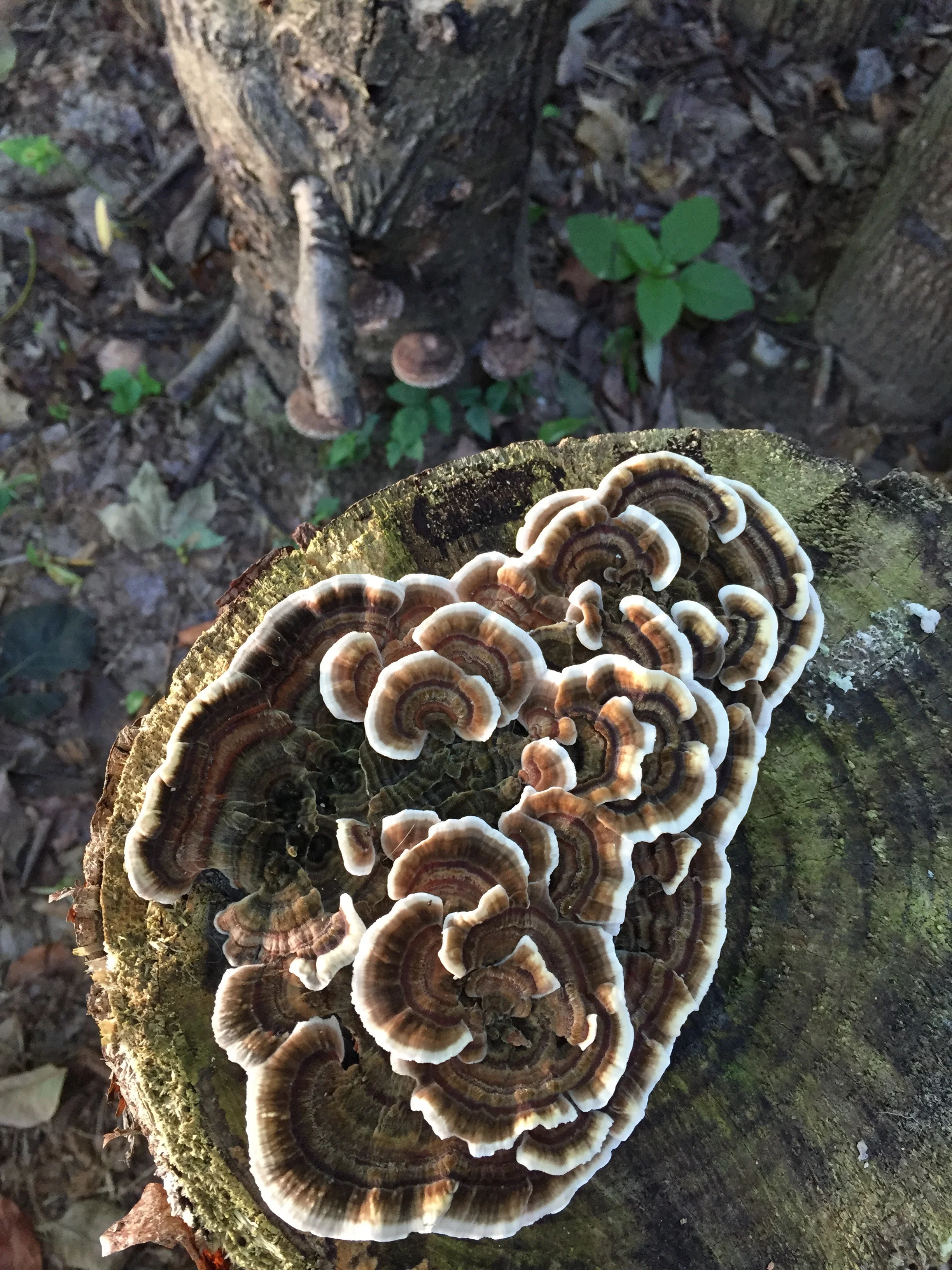 Turkey Tail