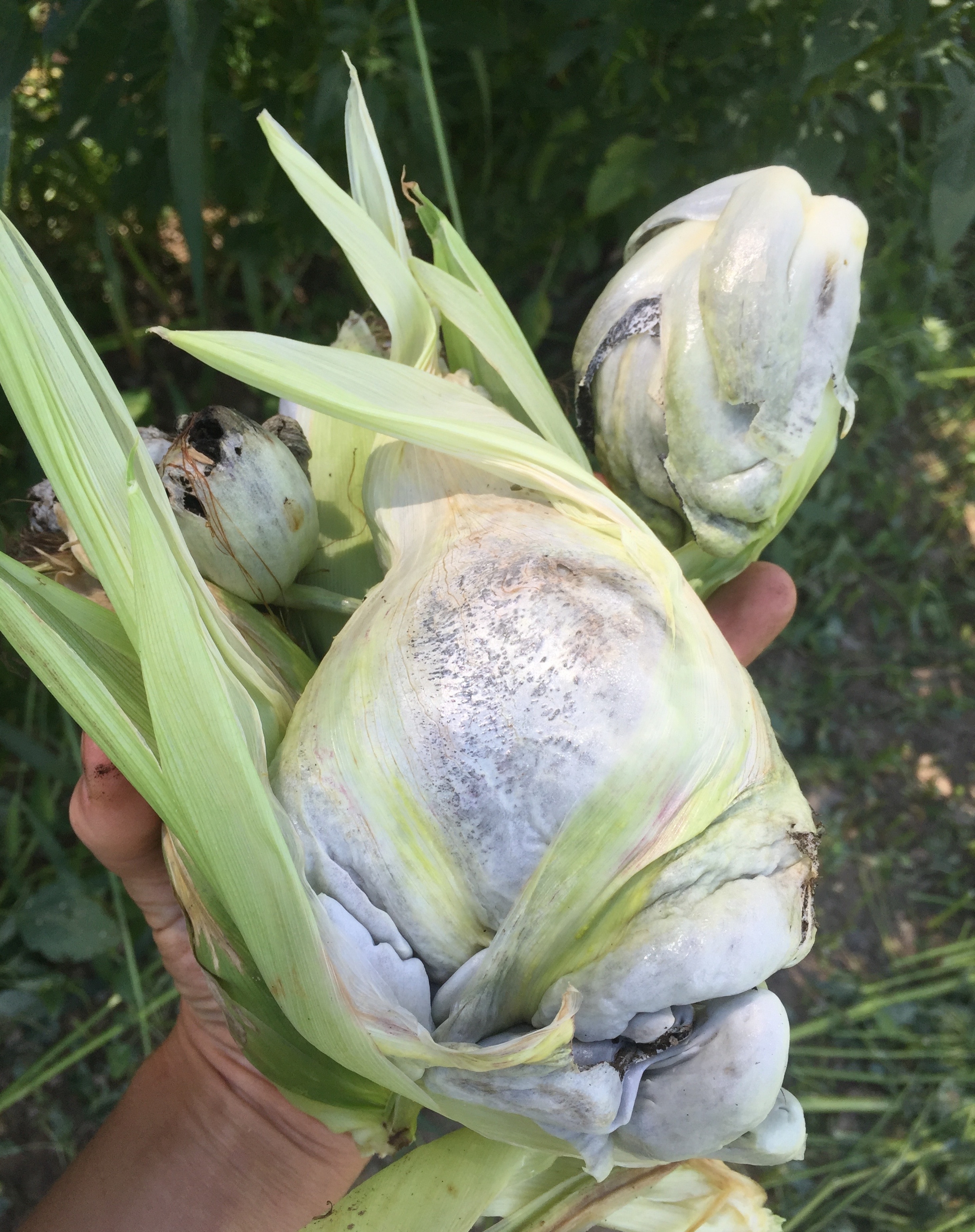 Corn Smut