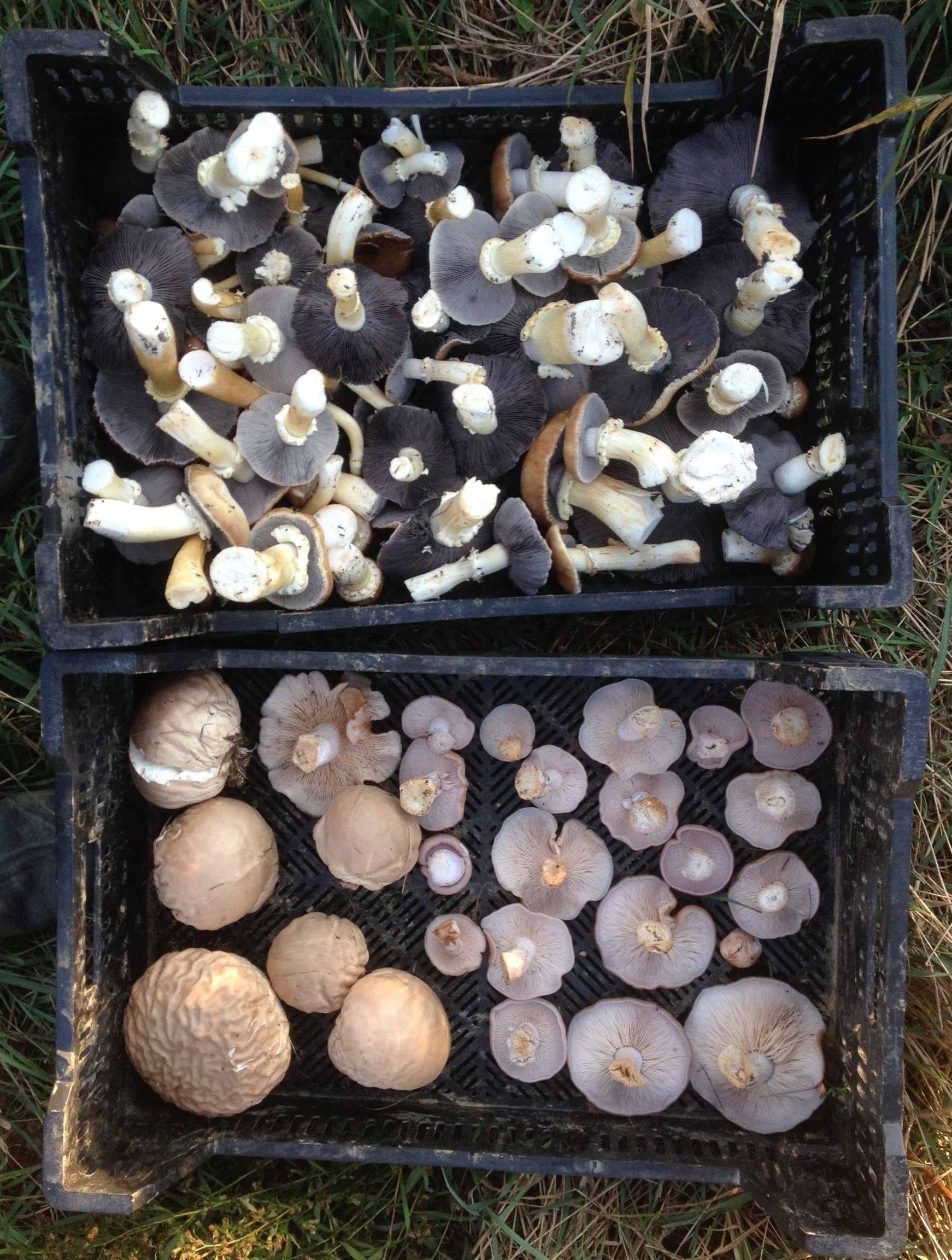 Wine Cap - Puff Ball - Blewit