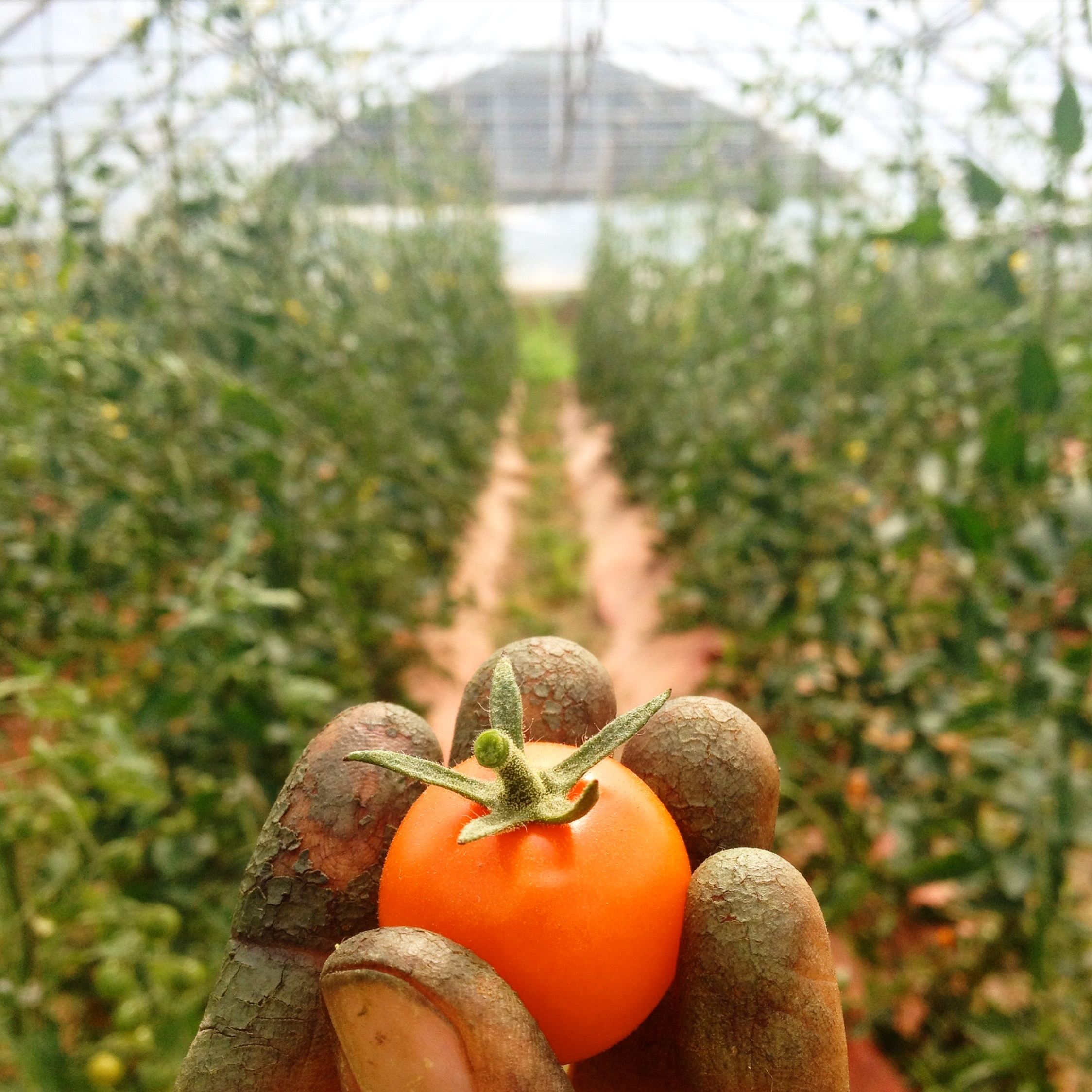 Sungold Cherry Tomato