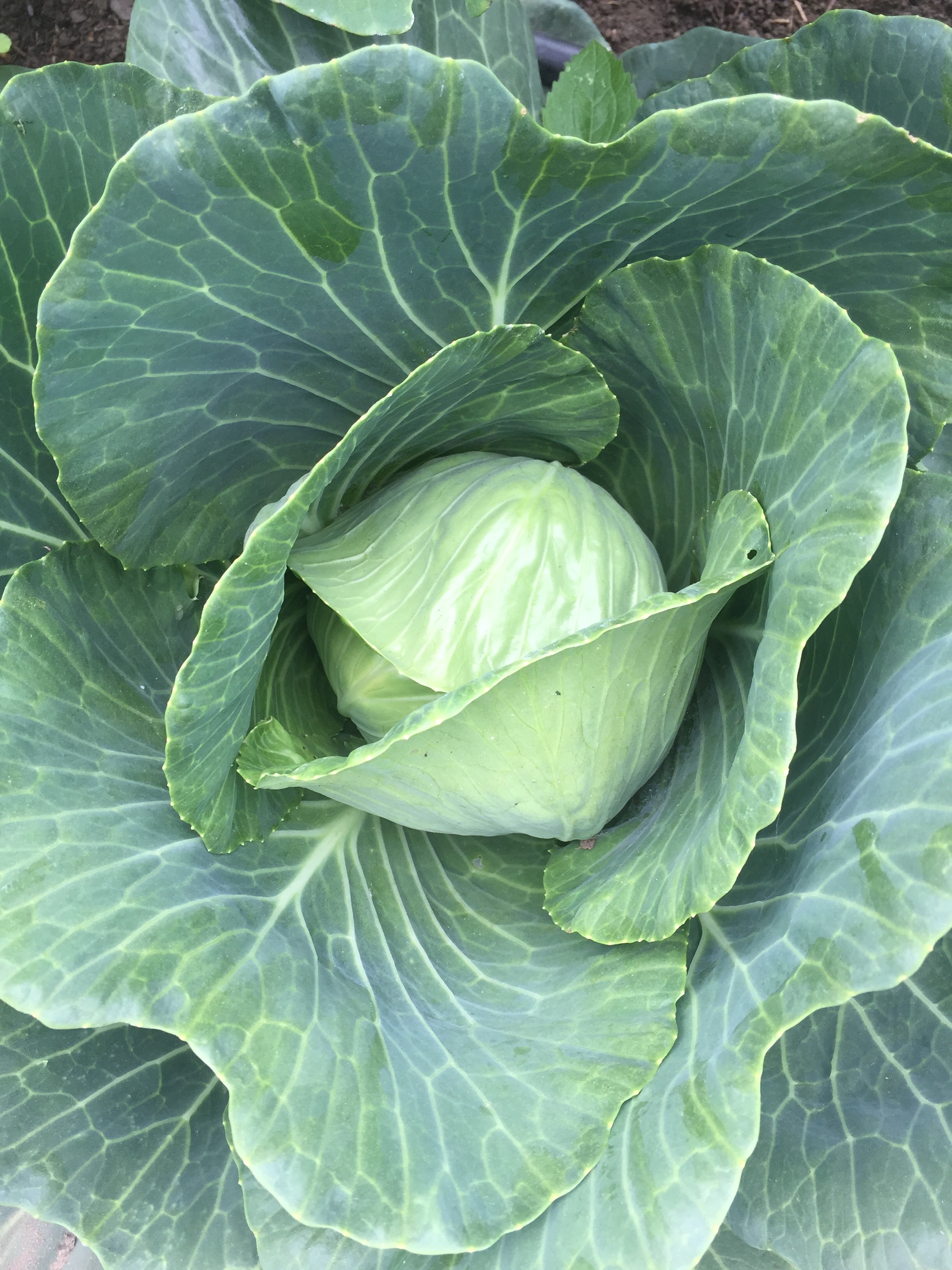 Cabbage