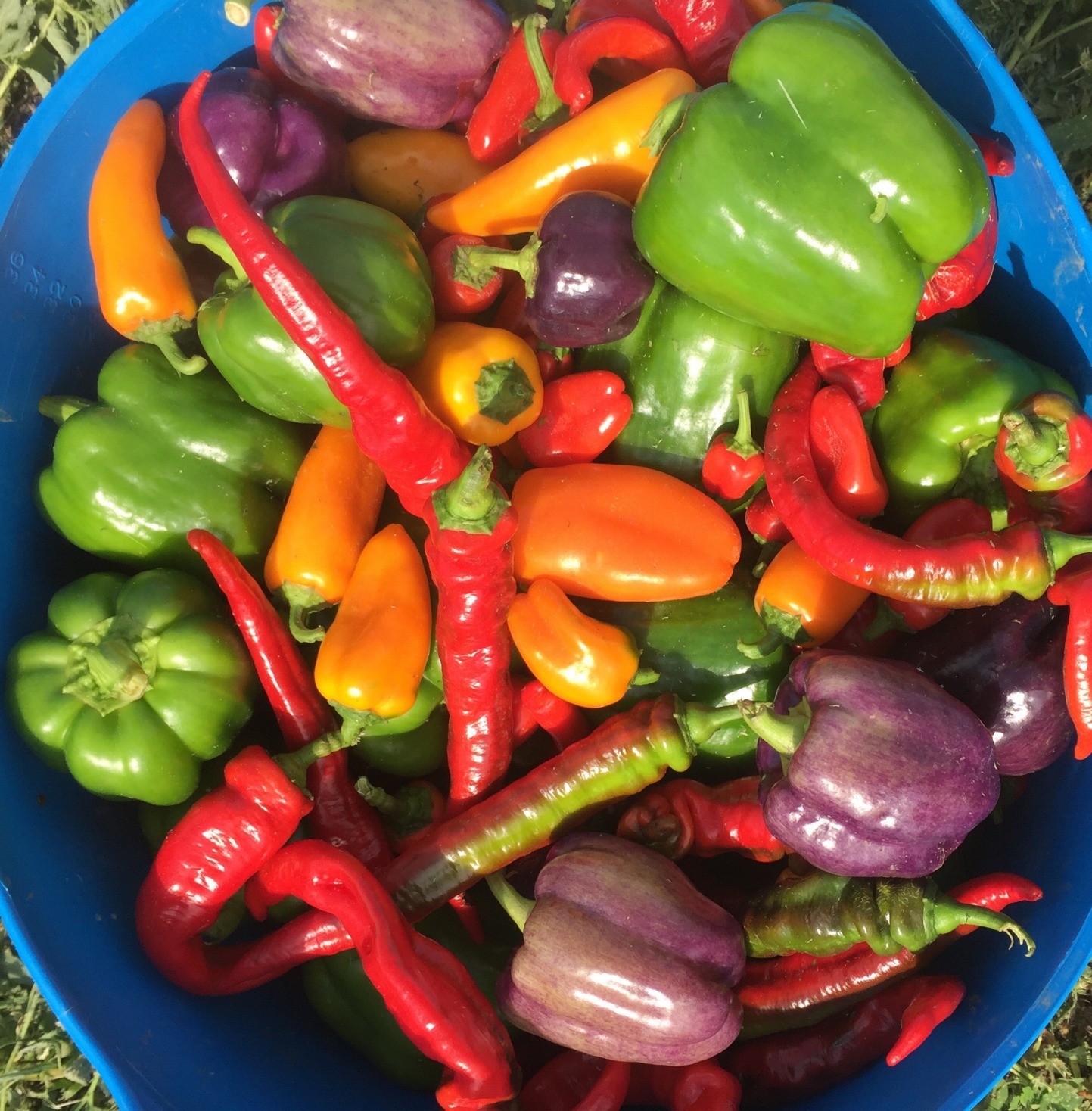 Sweet Peppers