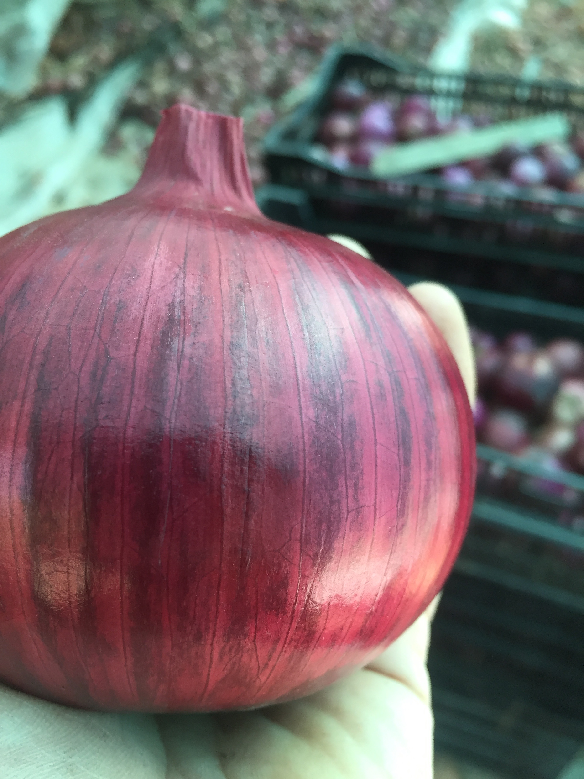 Onion