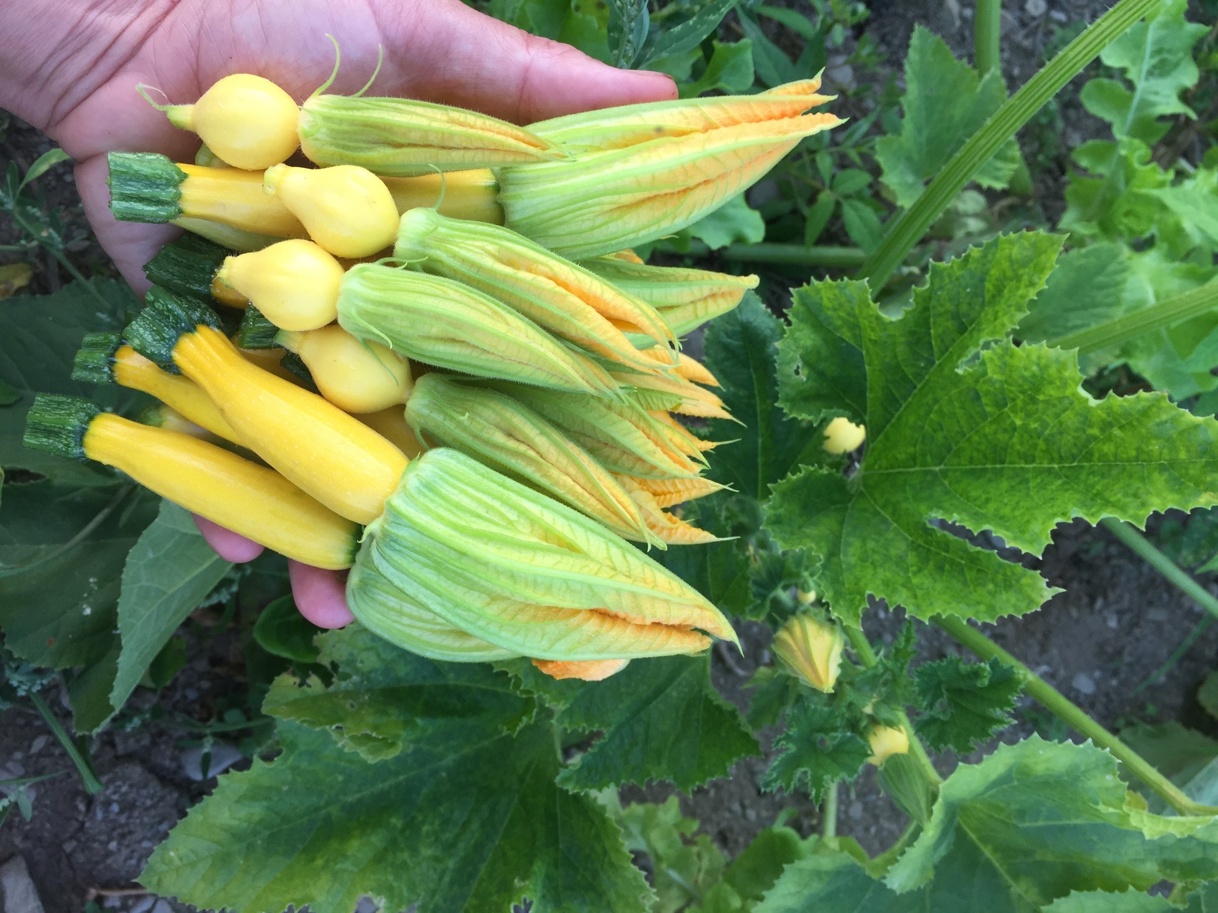 Summer Squash with Blossoms