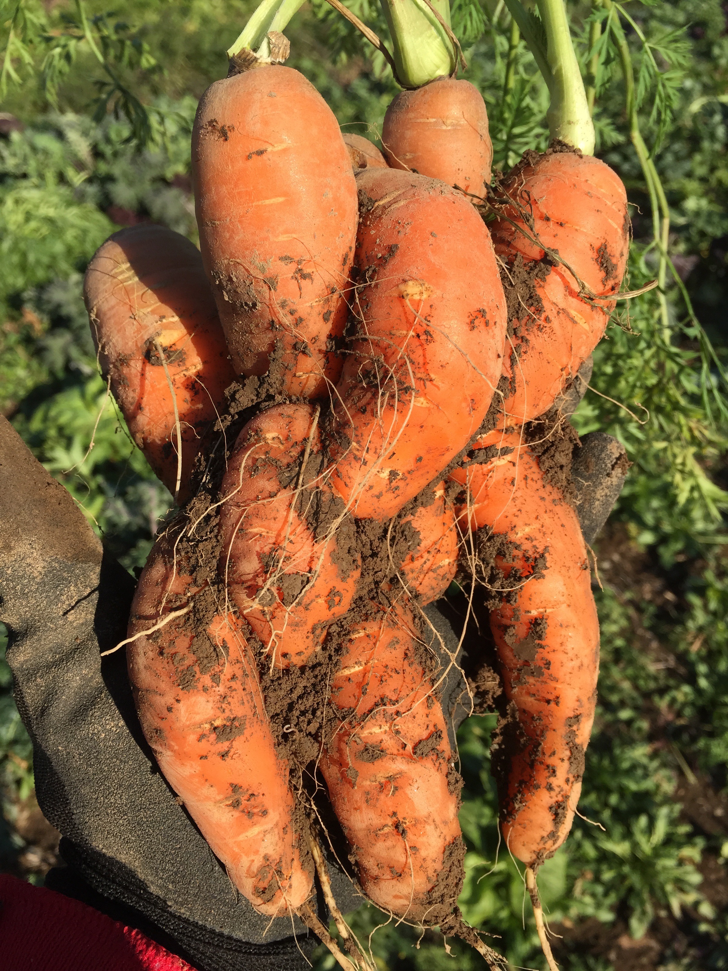 Tangled Carrots