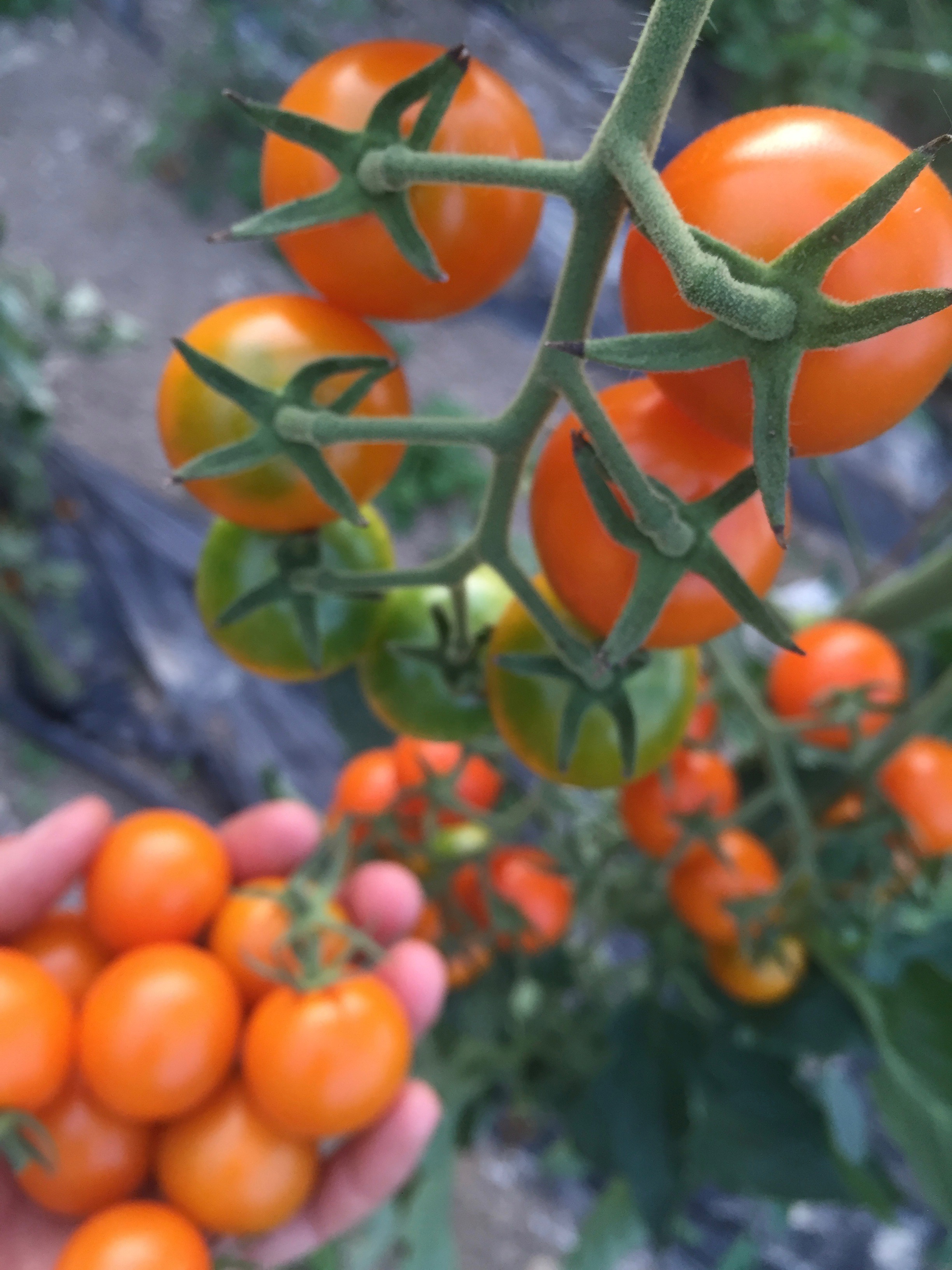 Sungold Cherry Tomato