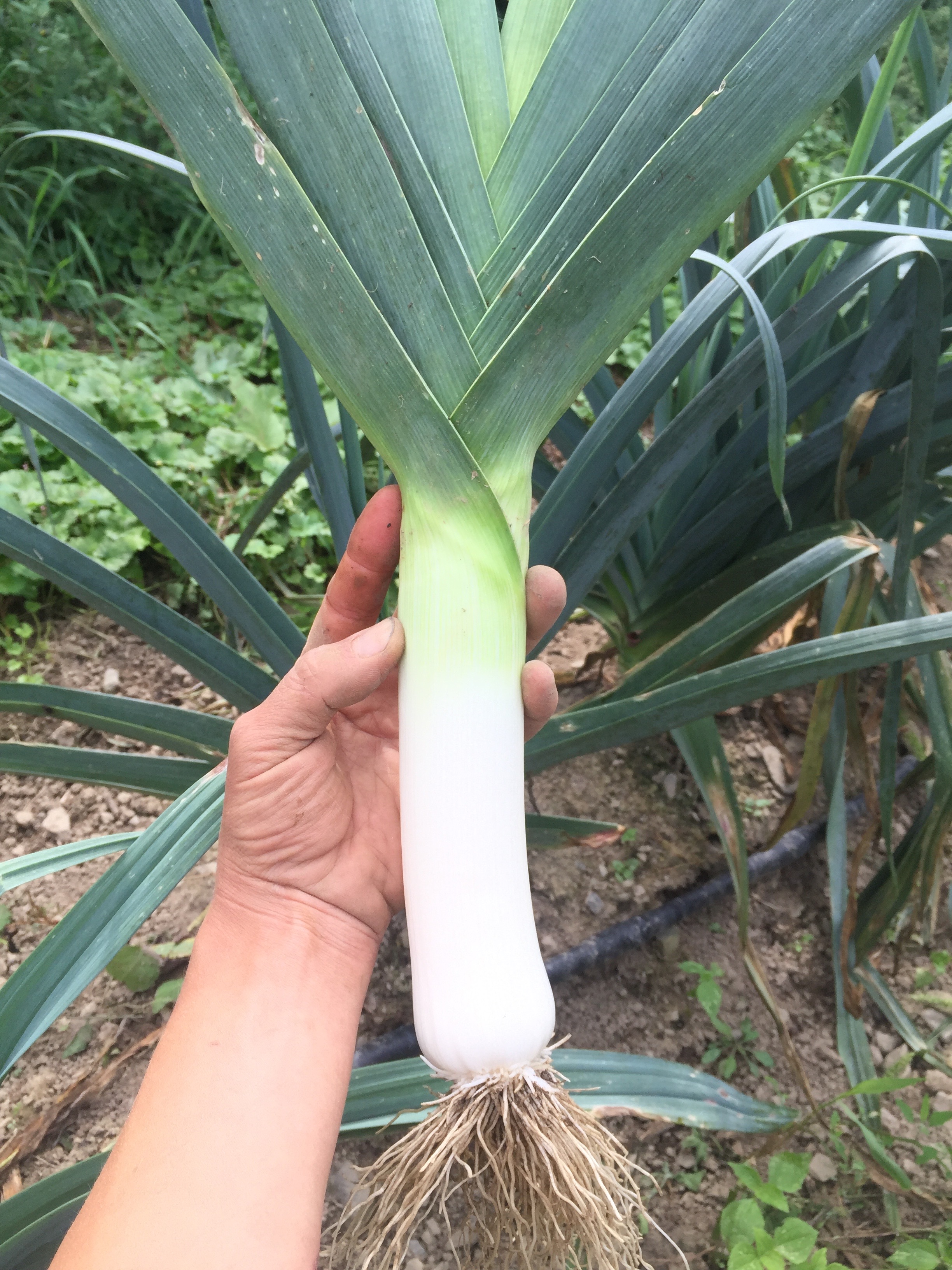 Leek