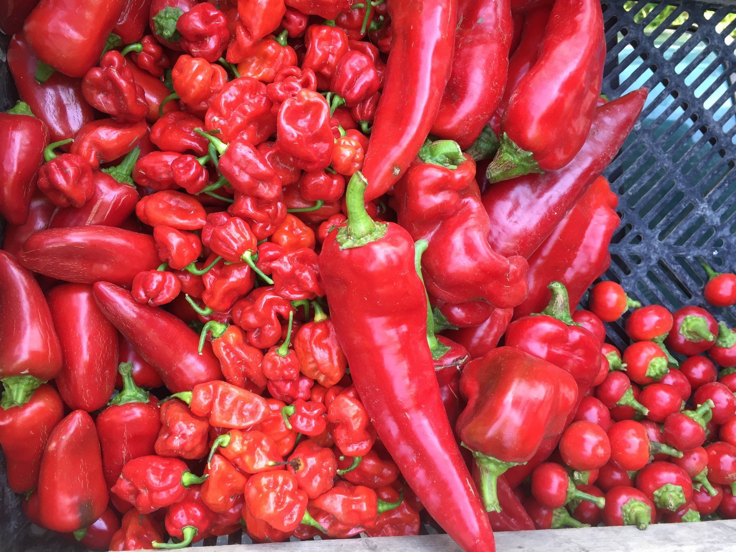 Spicy Peppers
