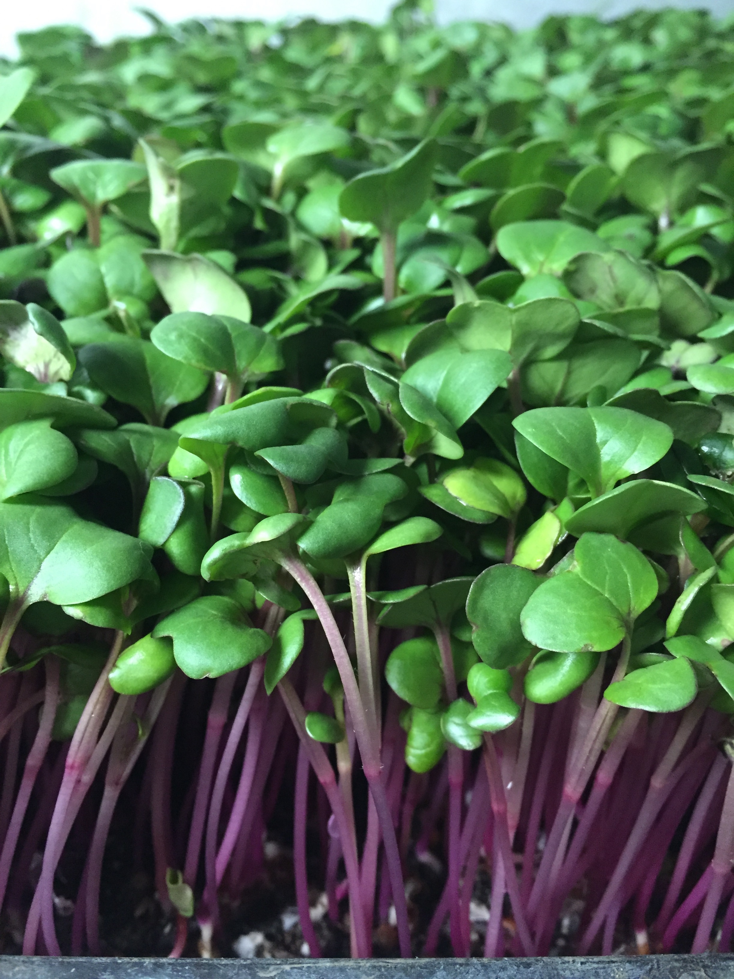 Hong Vit Radish