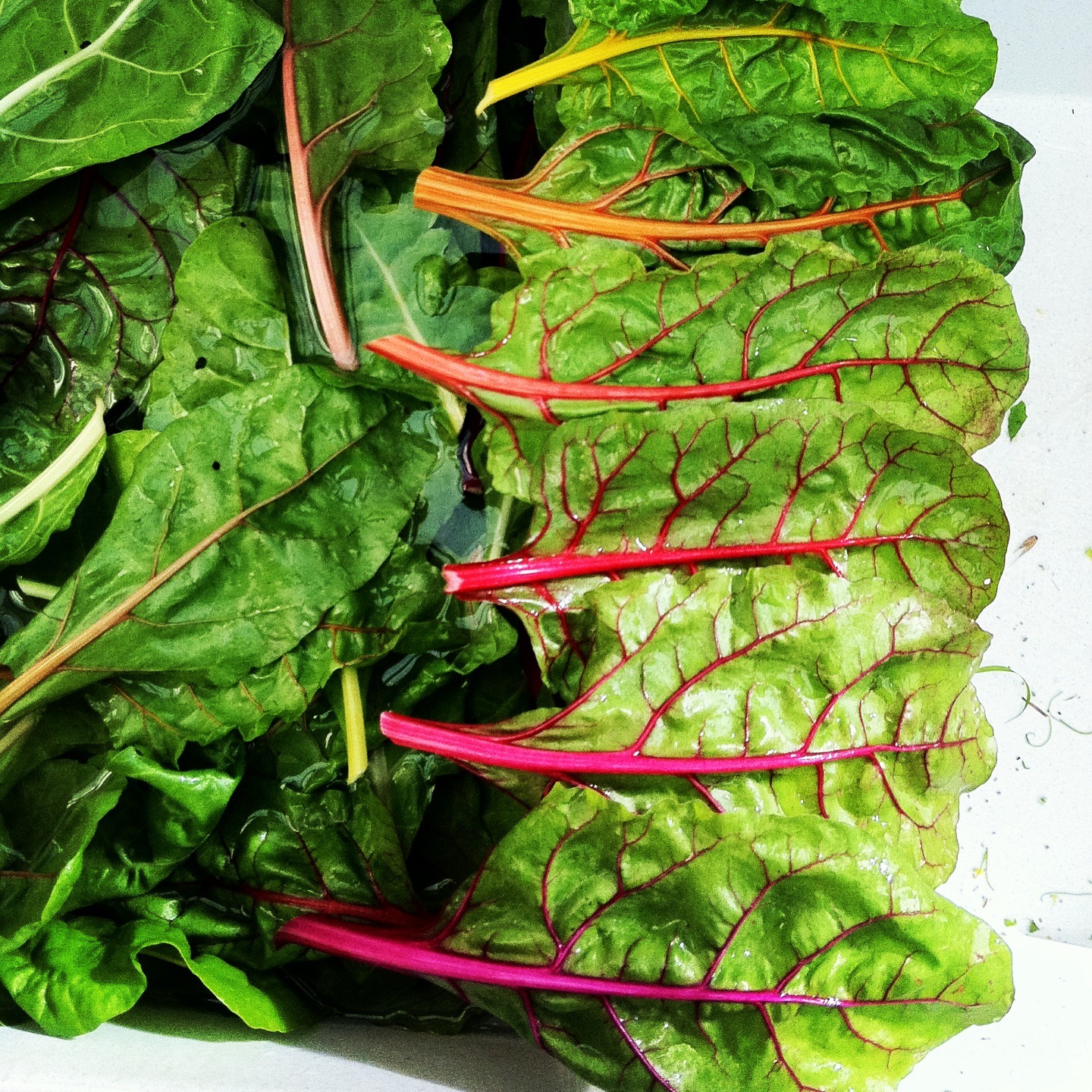 Rainbow Chard