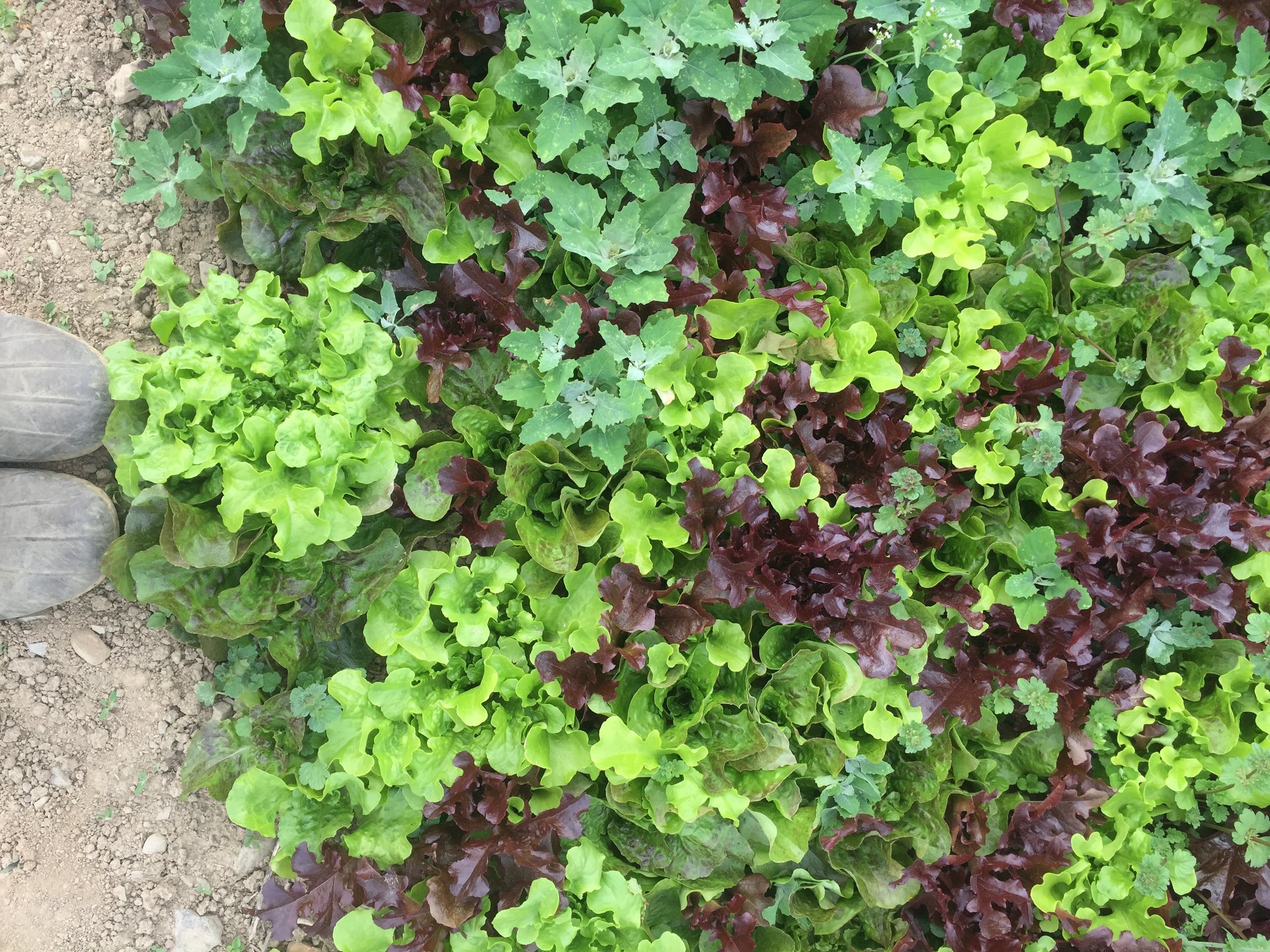 Lettuce