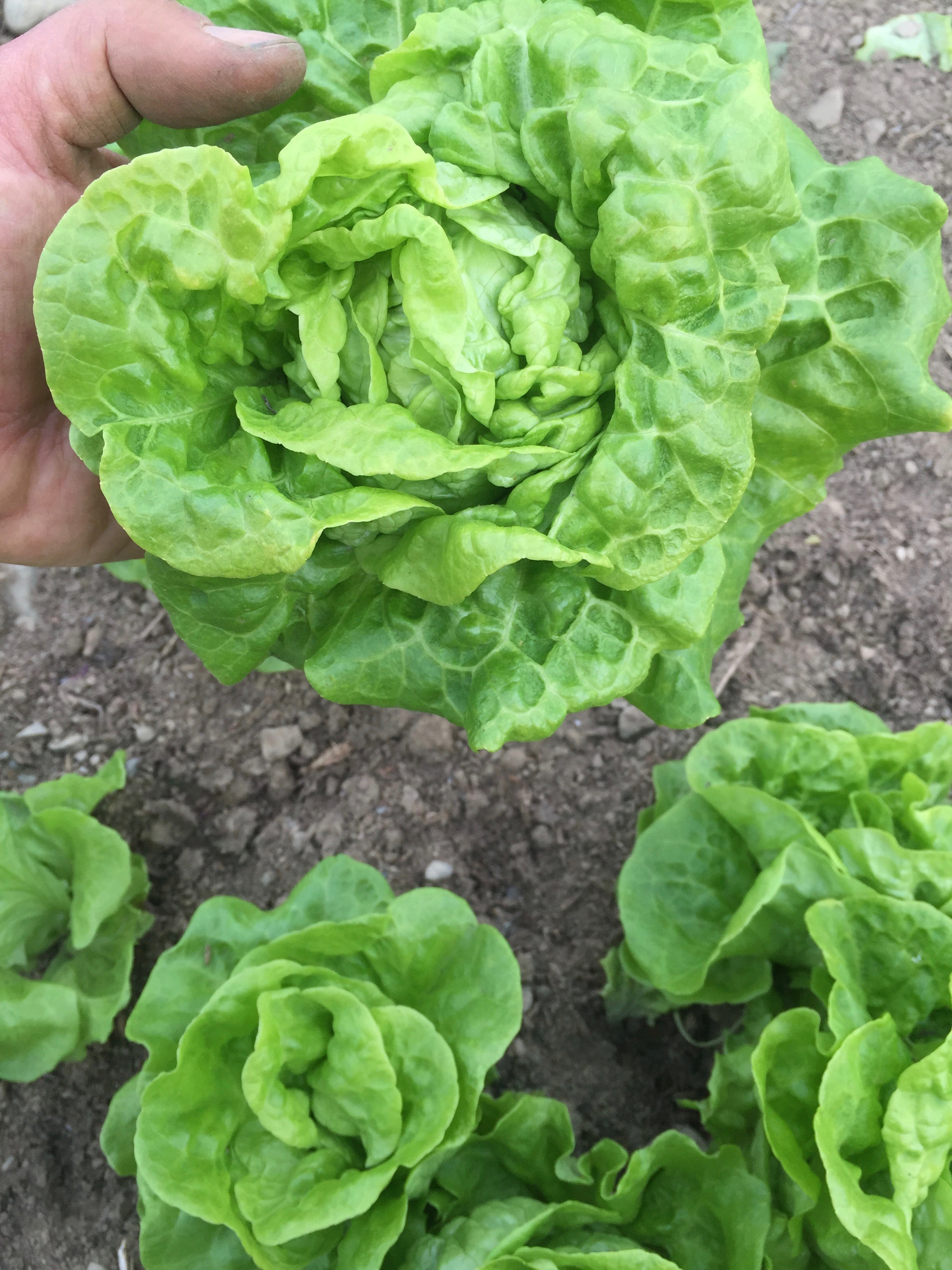 Lettuce