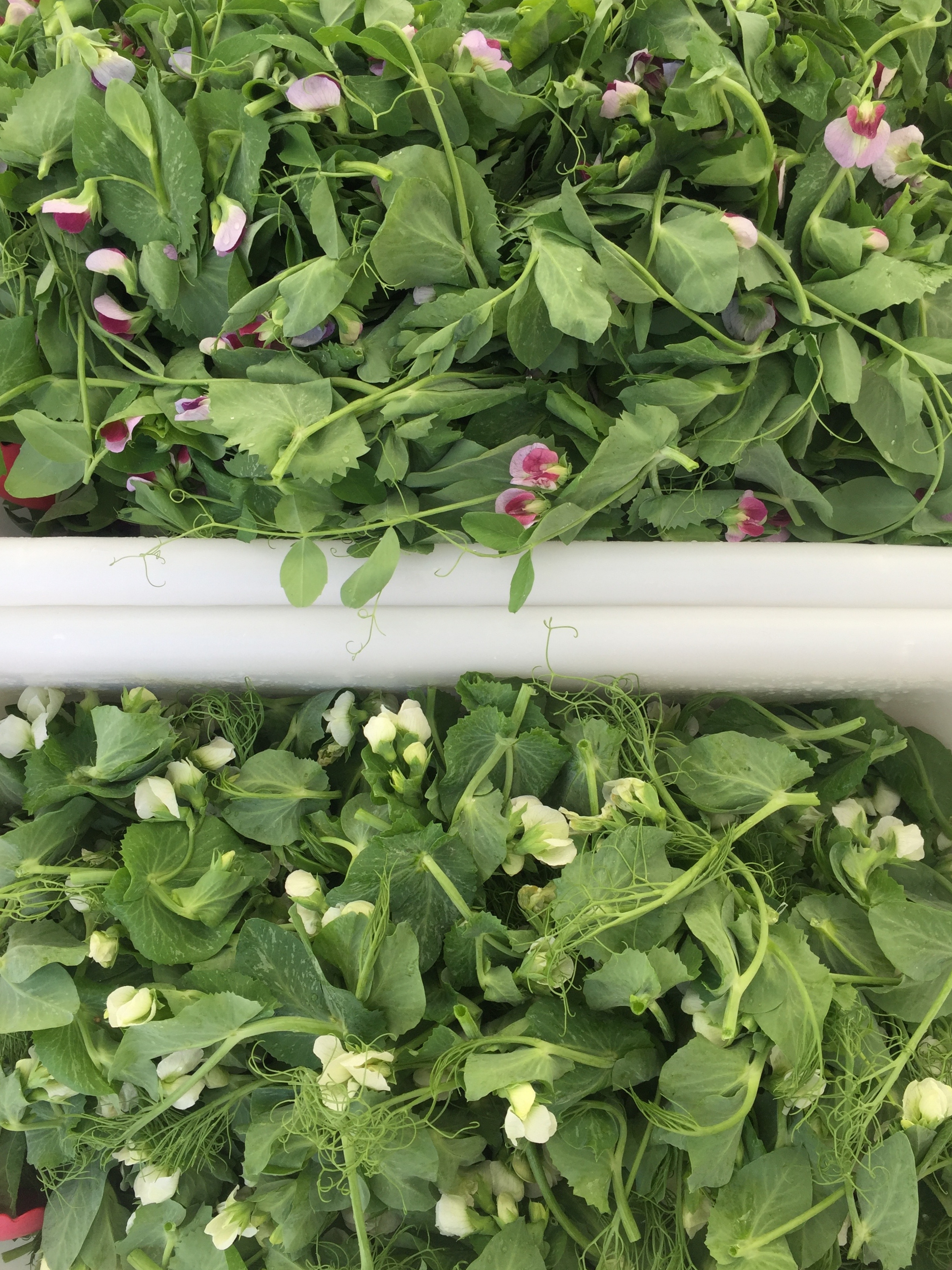 Pea Shoots