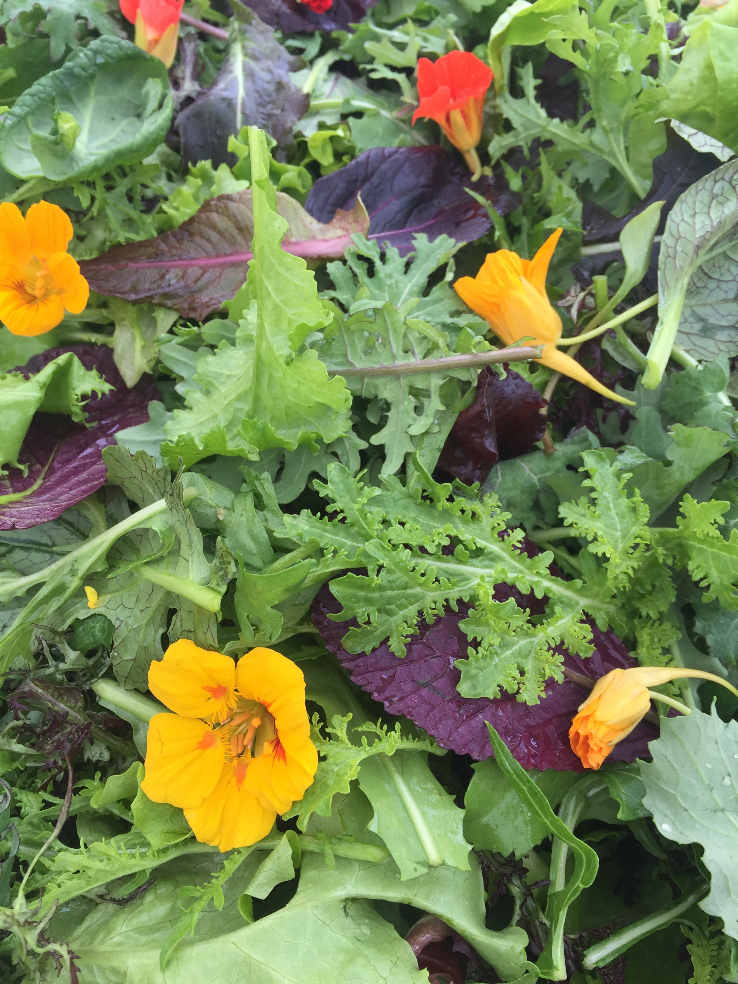 Mesclun Mix