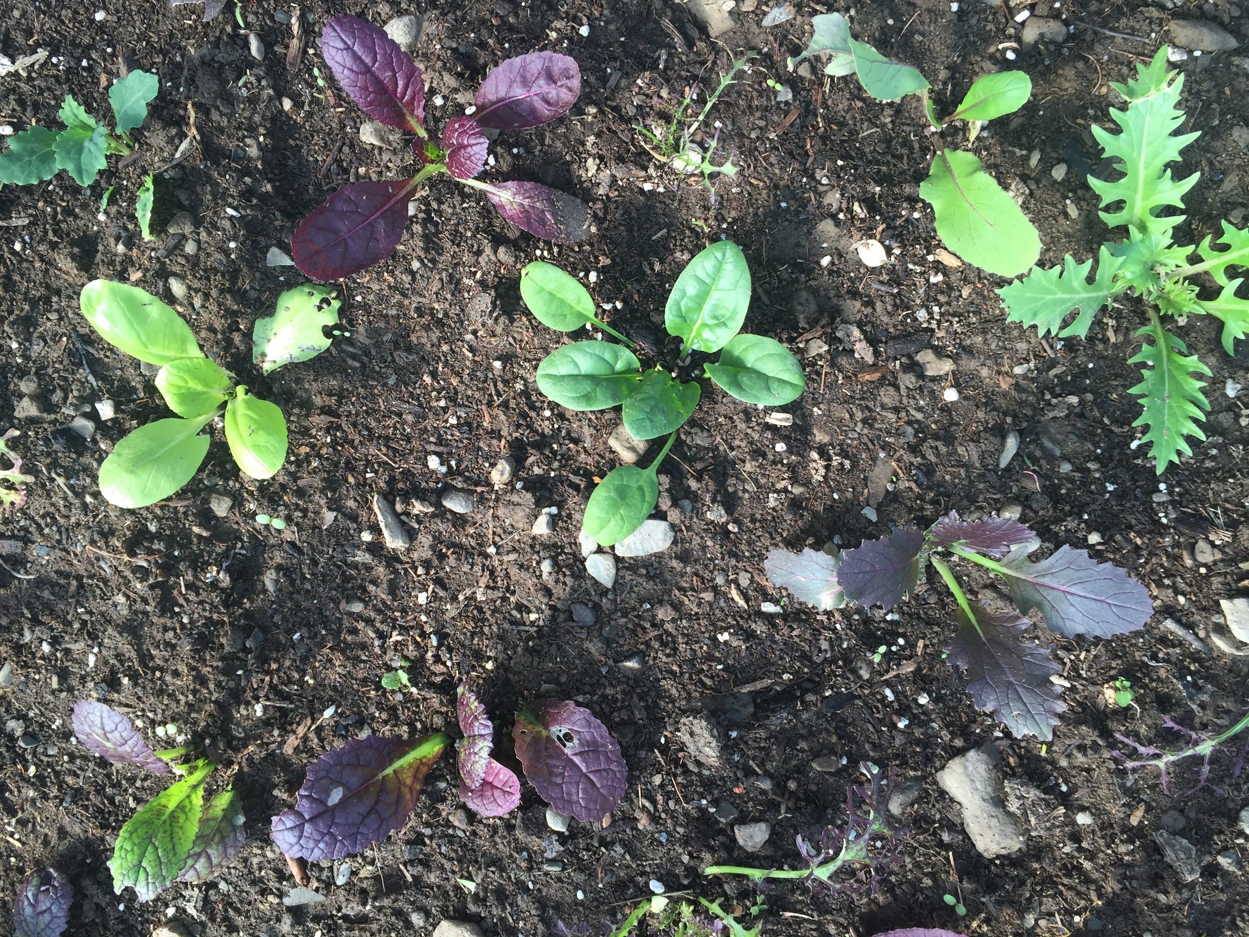 Mesclun Mix