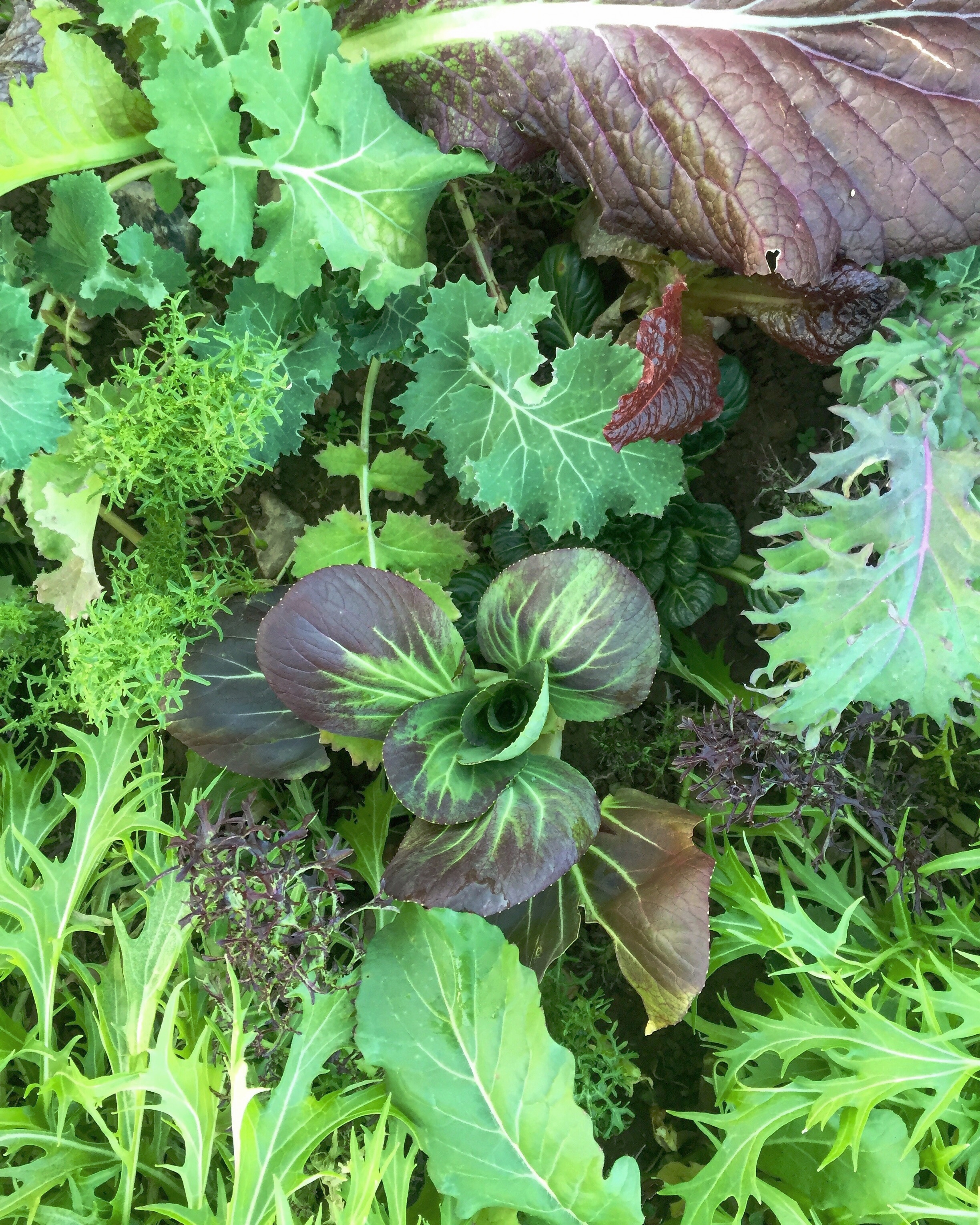 Mesclun Mix (field)
