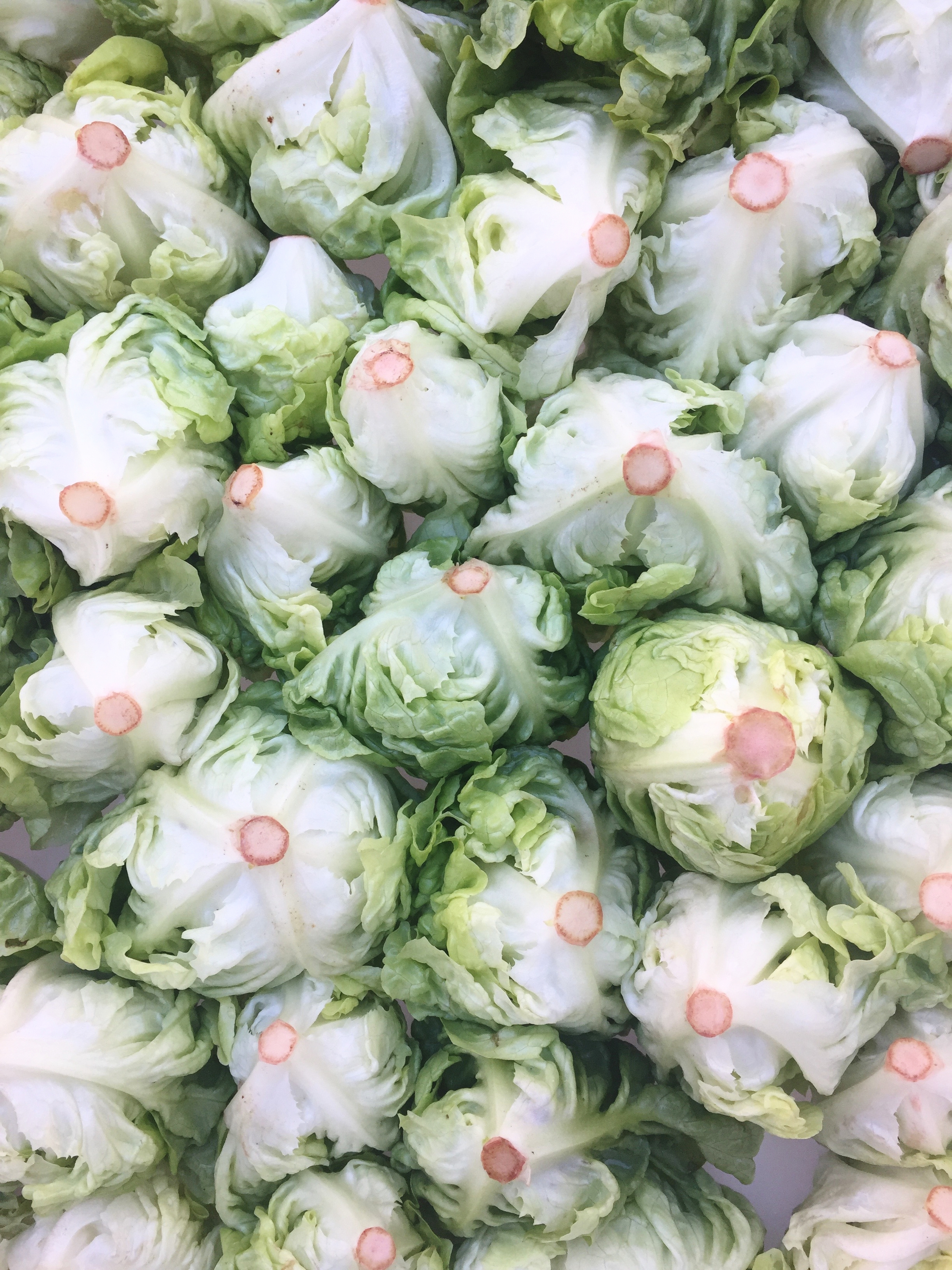 Lettuce