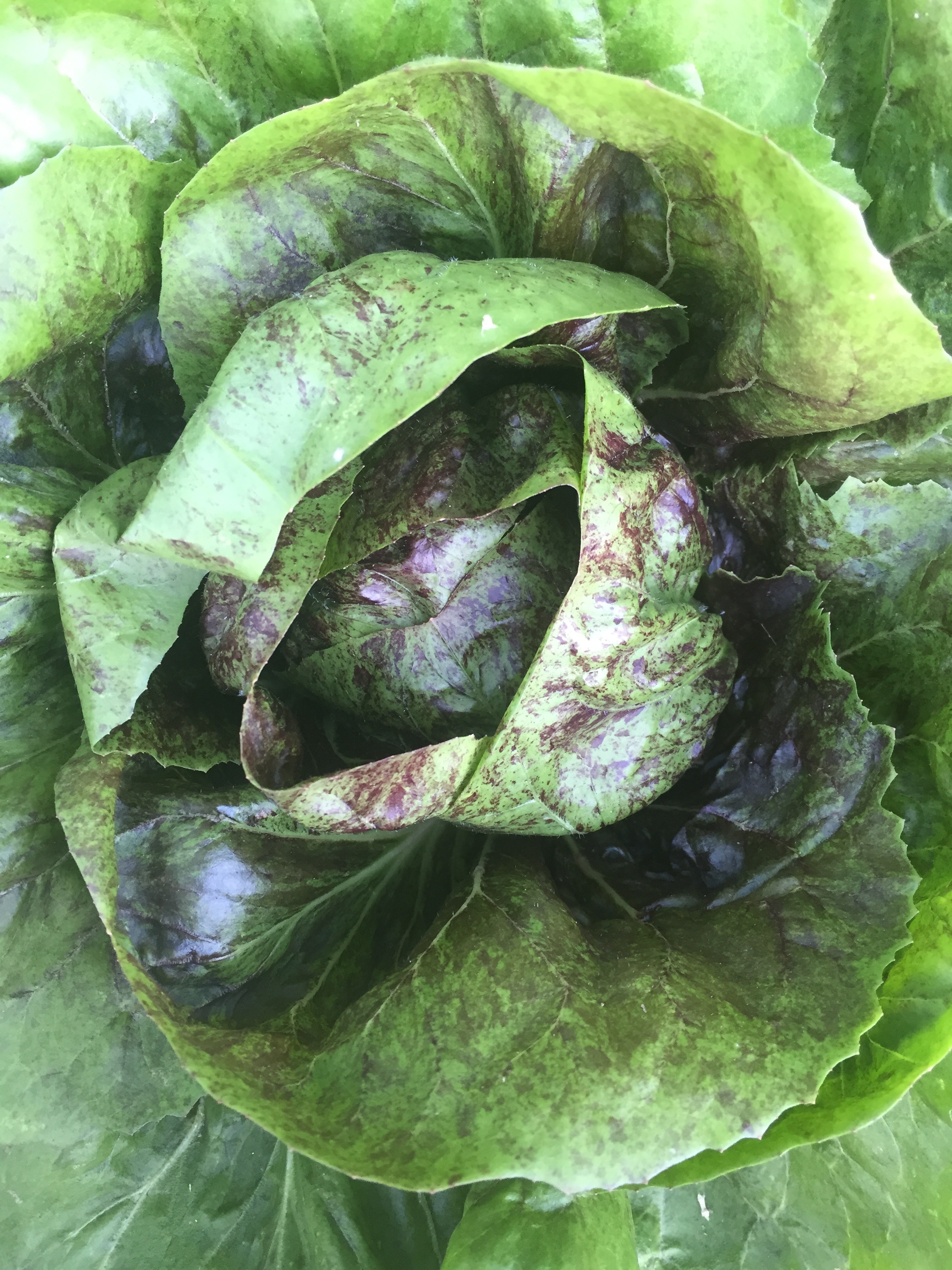Chicory