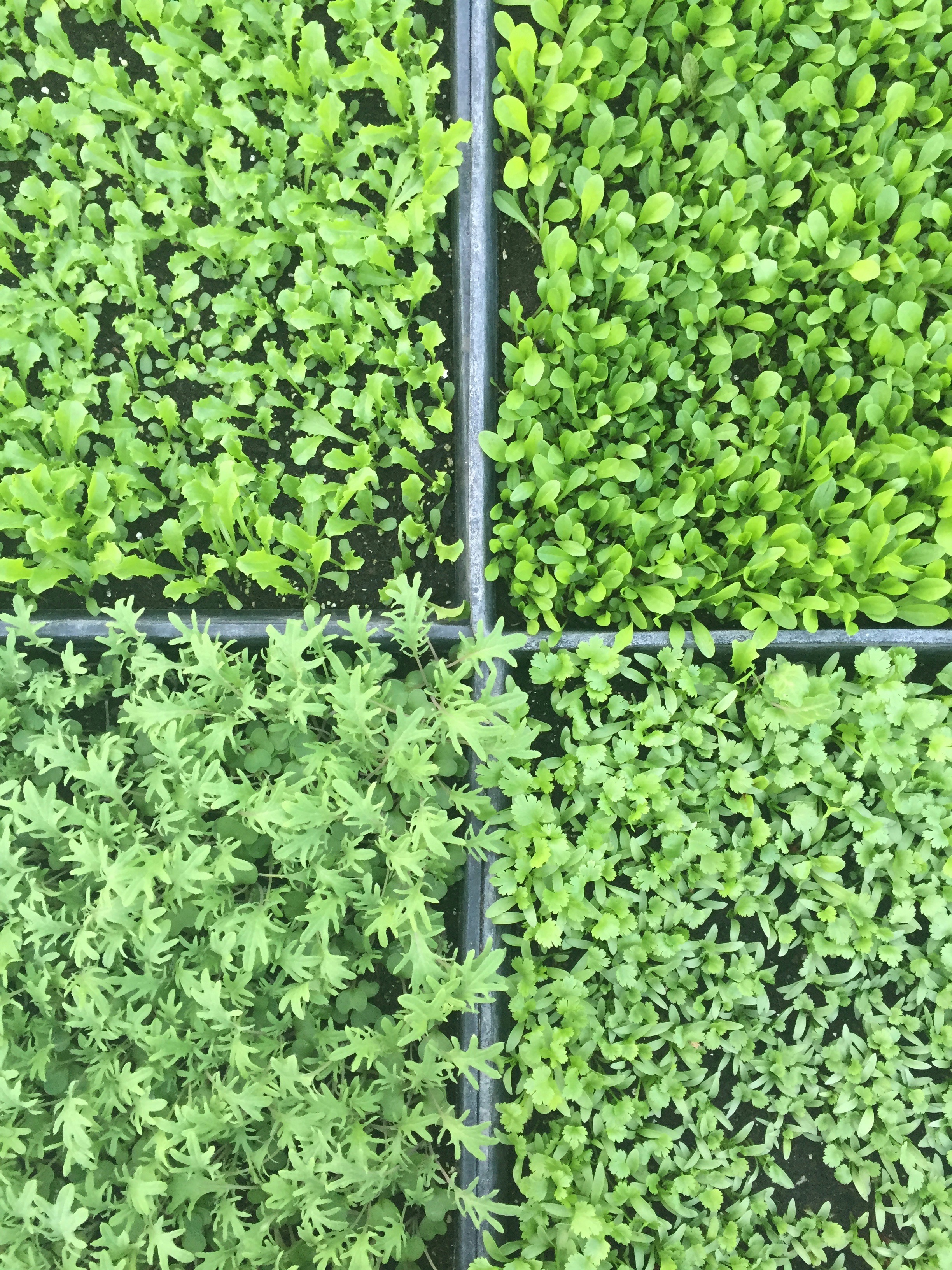 Endive - Arugula - Kale - Cilantro