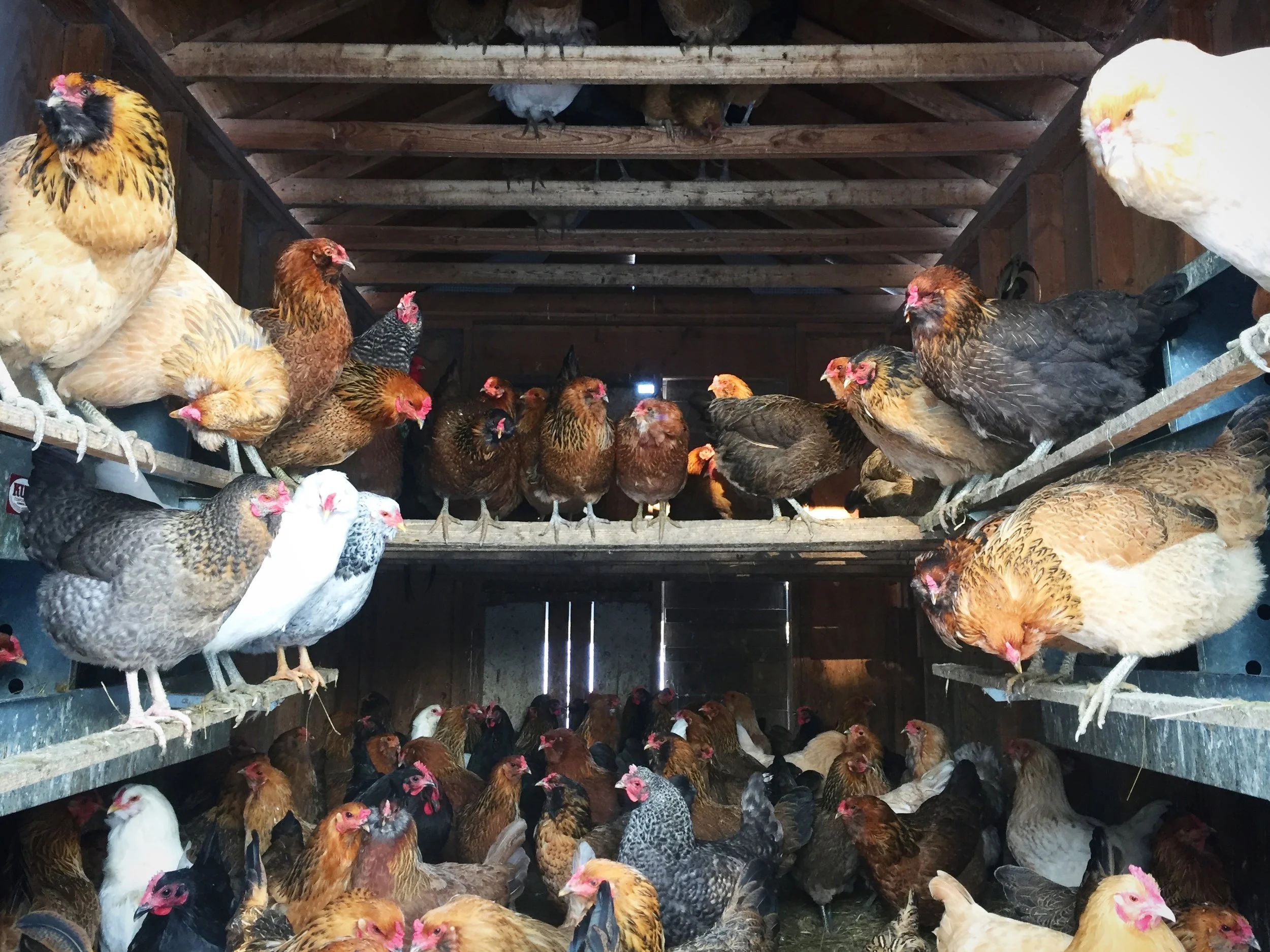 The ladies posing for a picture in their coop
