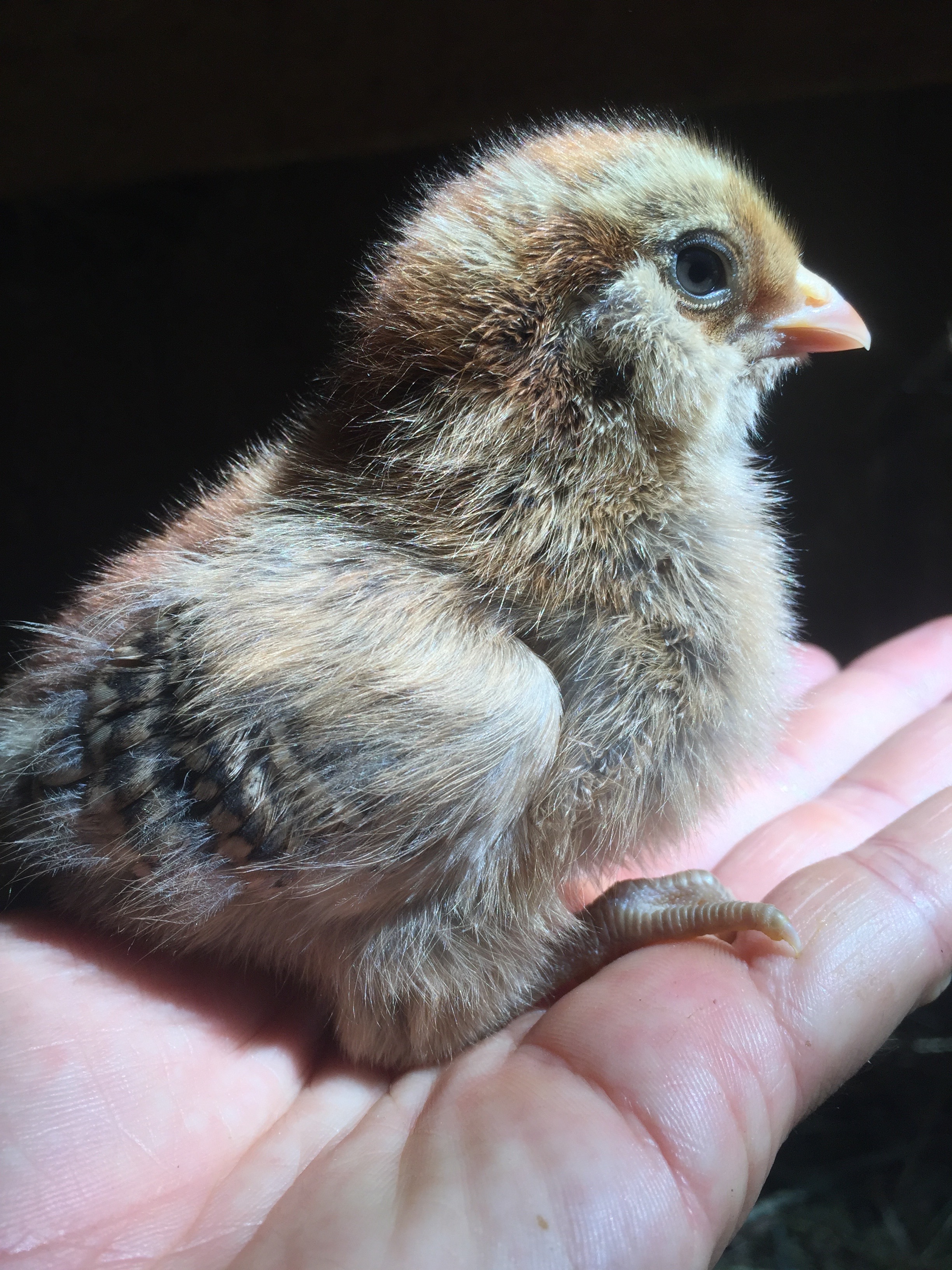 Newly arrived chick