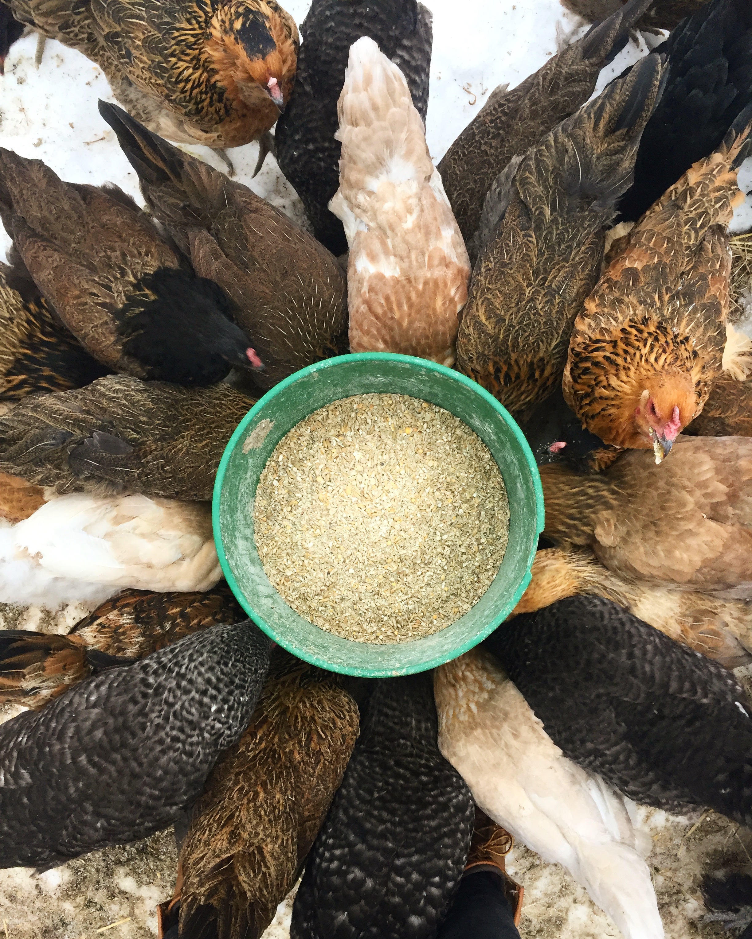 Feeding time