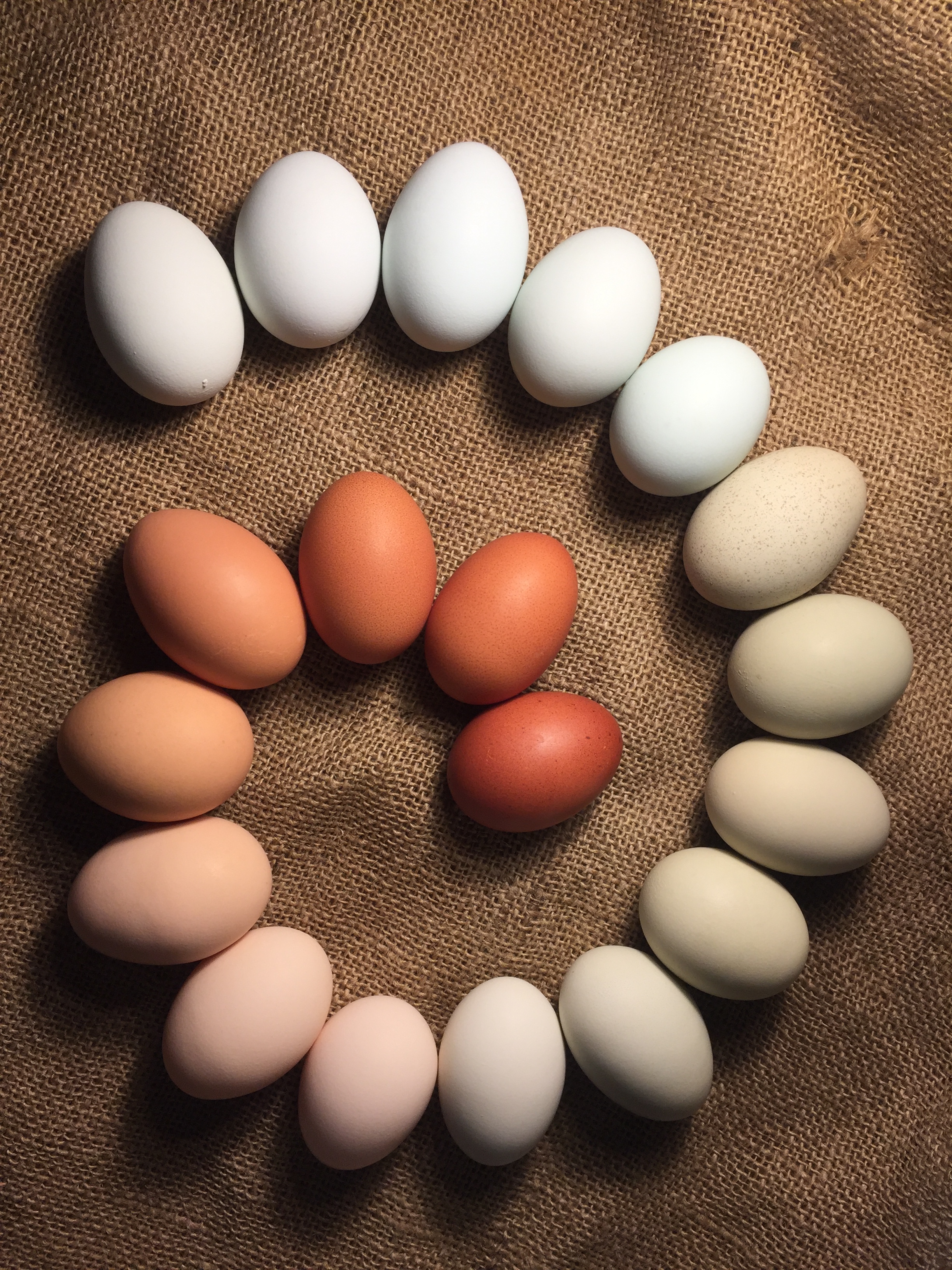 Rainbow of eggs