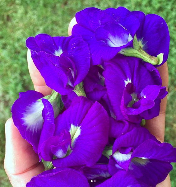 Butterfly Pea