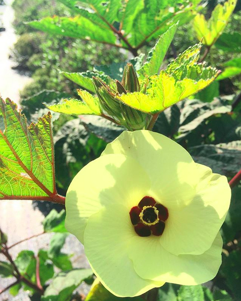 Okra