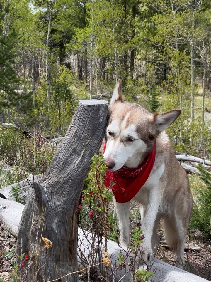 Guess what Opal is foraging here?🐾 (Clue:  it's rich in vitamin C and has anti-inflammatory and antioxidant properties.) &hearts;️
.
.
.

If you guessed rosehips, pat yourself on the back! 🌹(We checked with our vet to make sure rosehips-from-the-bu