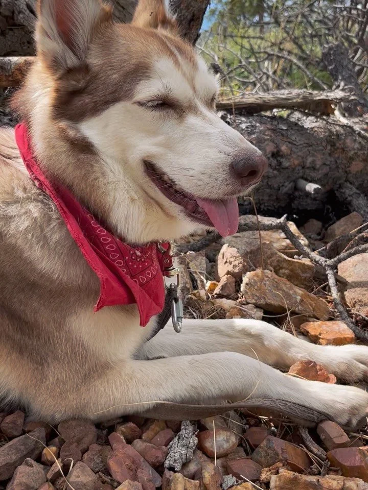 Queen of the crystals! Opal made herself comfortable atop a pile of quartz crystals we discovered. 💎

Swipe to see close-ups of some crystals&hellip; Their warm colors are from iron oxide in the soil. &hearts;️

We're so lucky that there are pockets