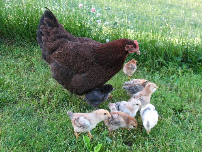 A Partridge Rock mama hen with eleven mixed breed chicks she hatched