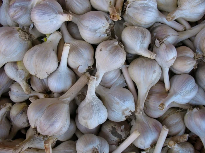 garlic.jpg