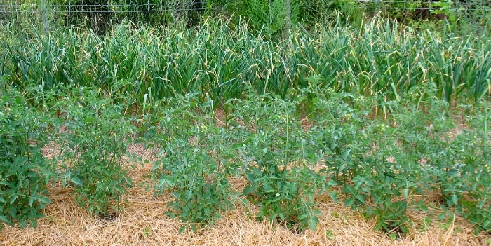 Sungold tomatoes and garlic