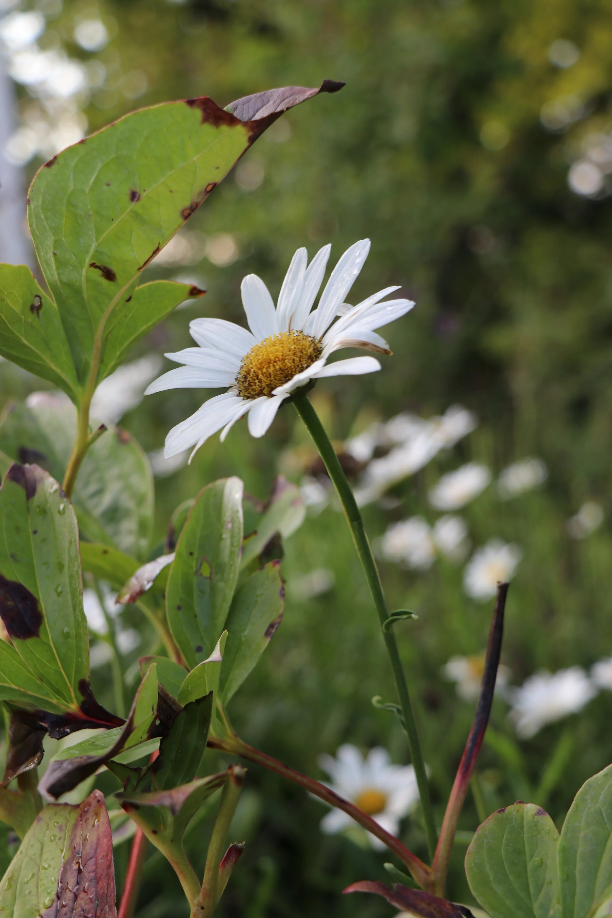 He Loves Me.  He Loves Me Not.