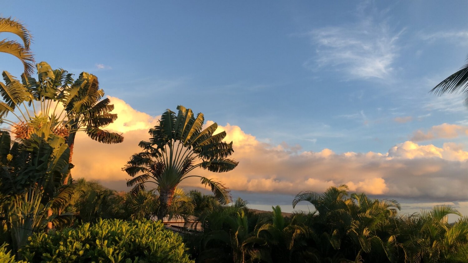 Palms Of Providence: An Introduction