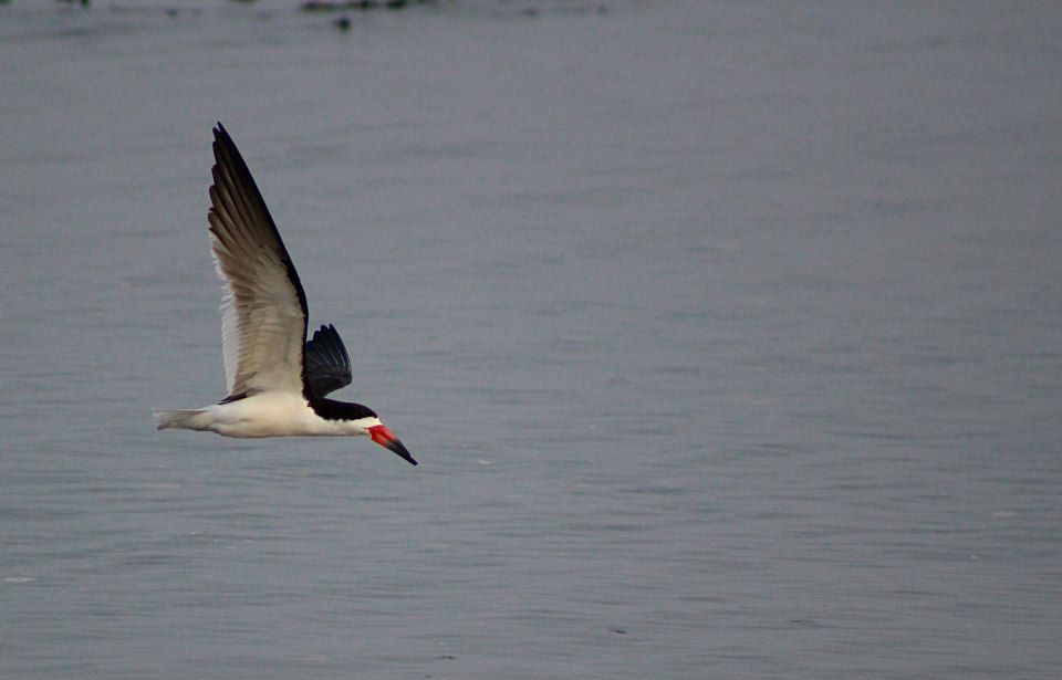 black skimmer