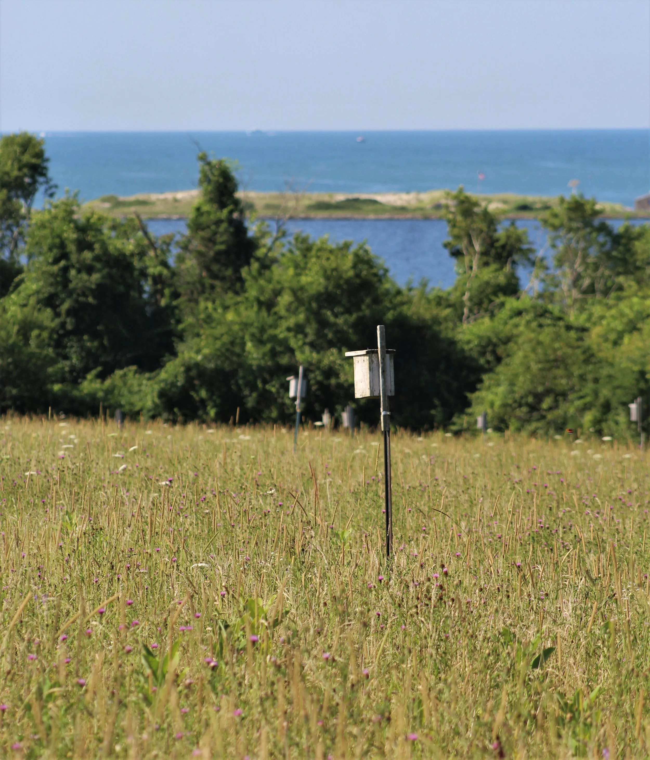 7-25-19 south fields box and ocean.jpg