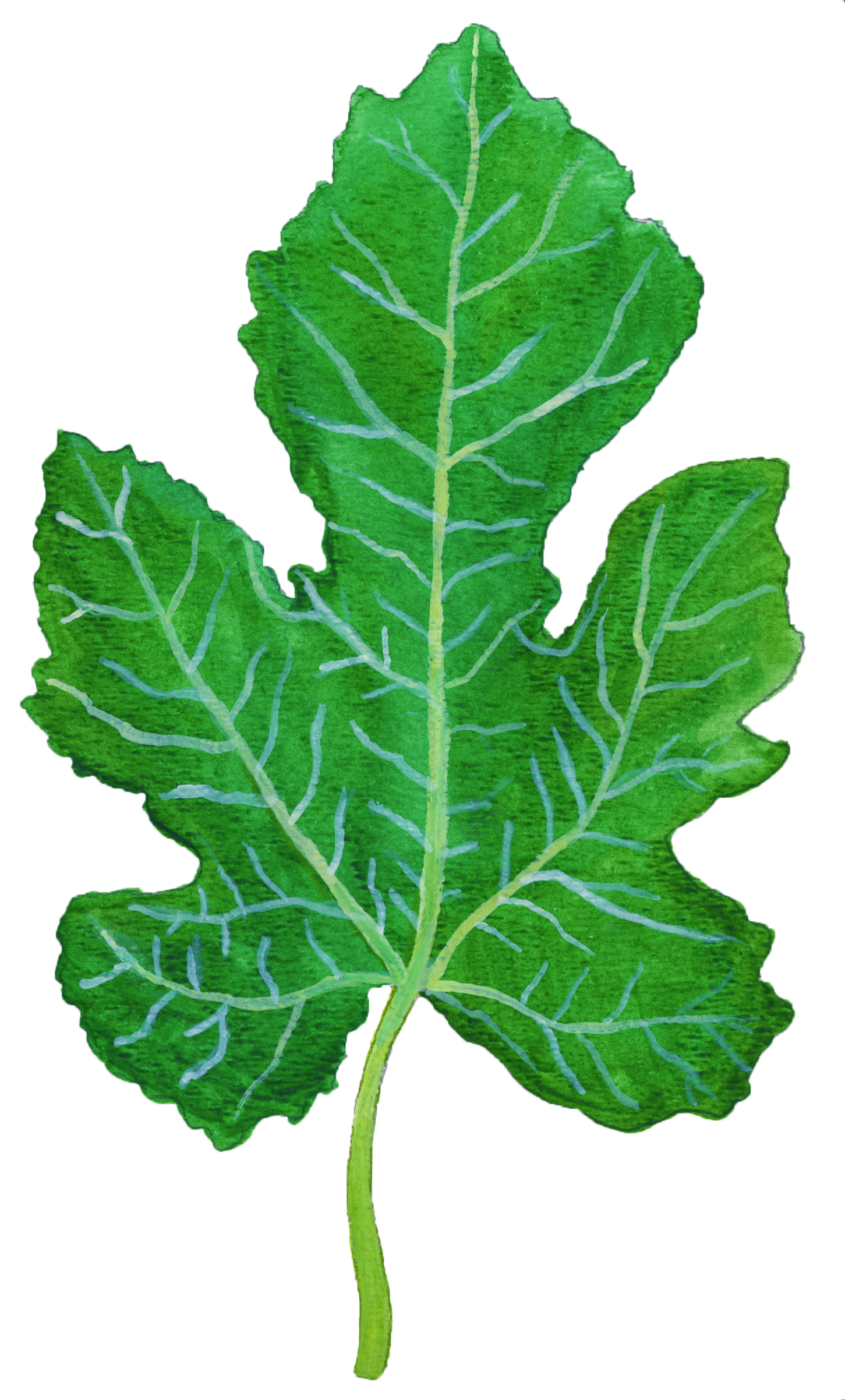fig leaf.png