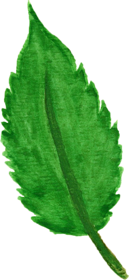leaf4.png